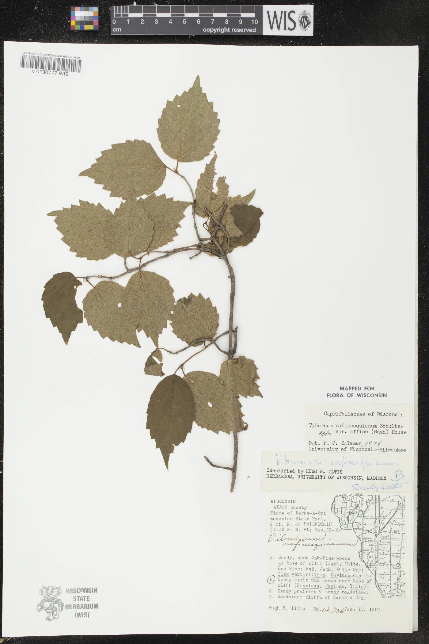 Viburnum rafinesquianum var. affine image