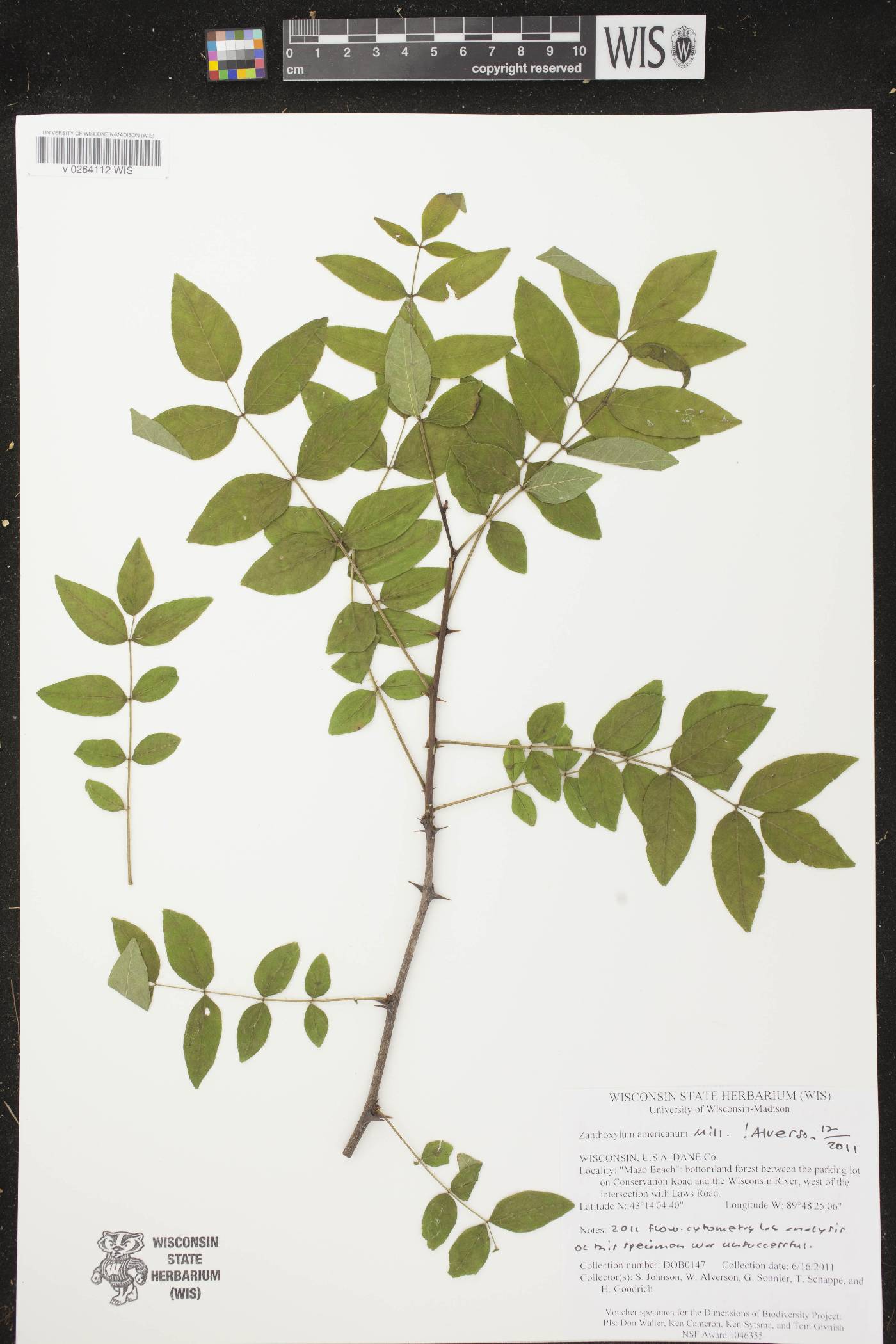 Zanthoxylum americanum image
