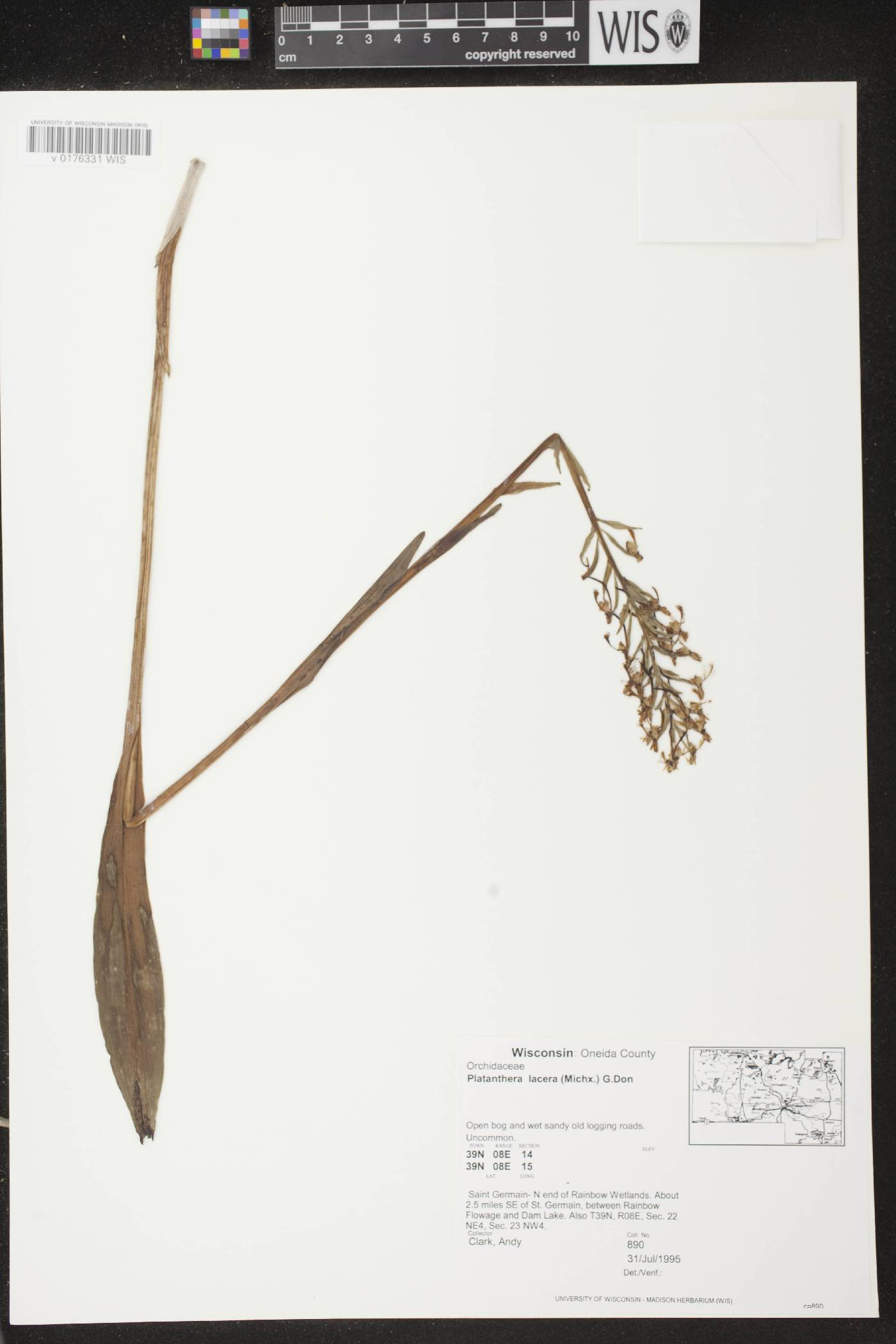 Platanthera lacera image