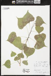 Image of Populus deltoides