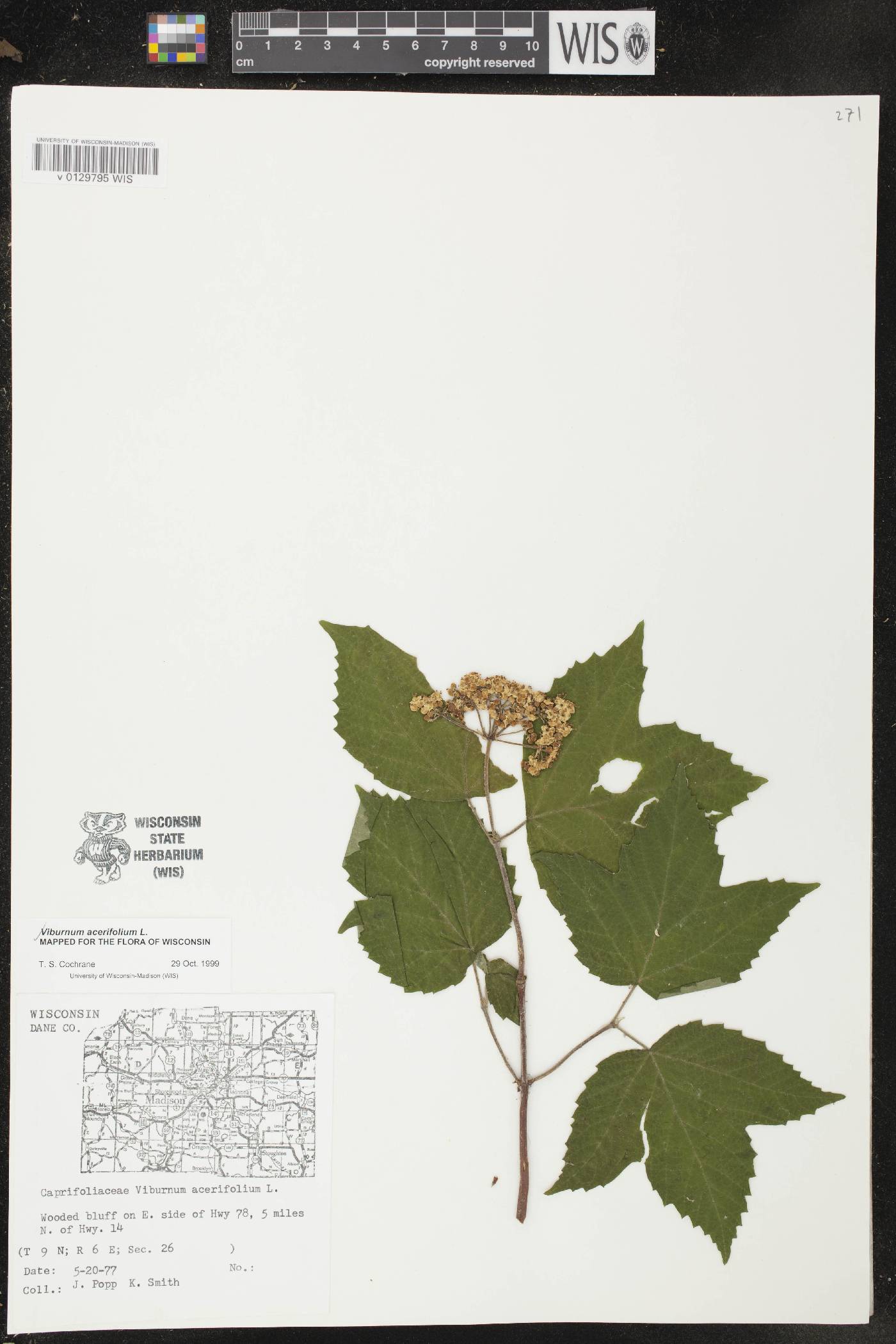Viburnum acerifolium image
