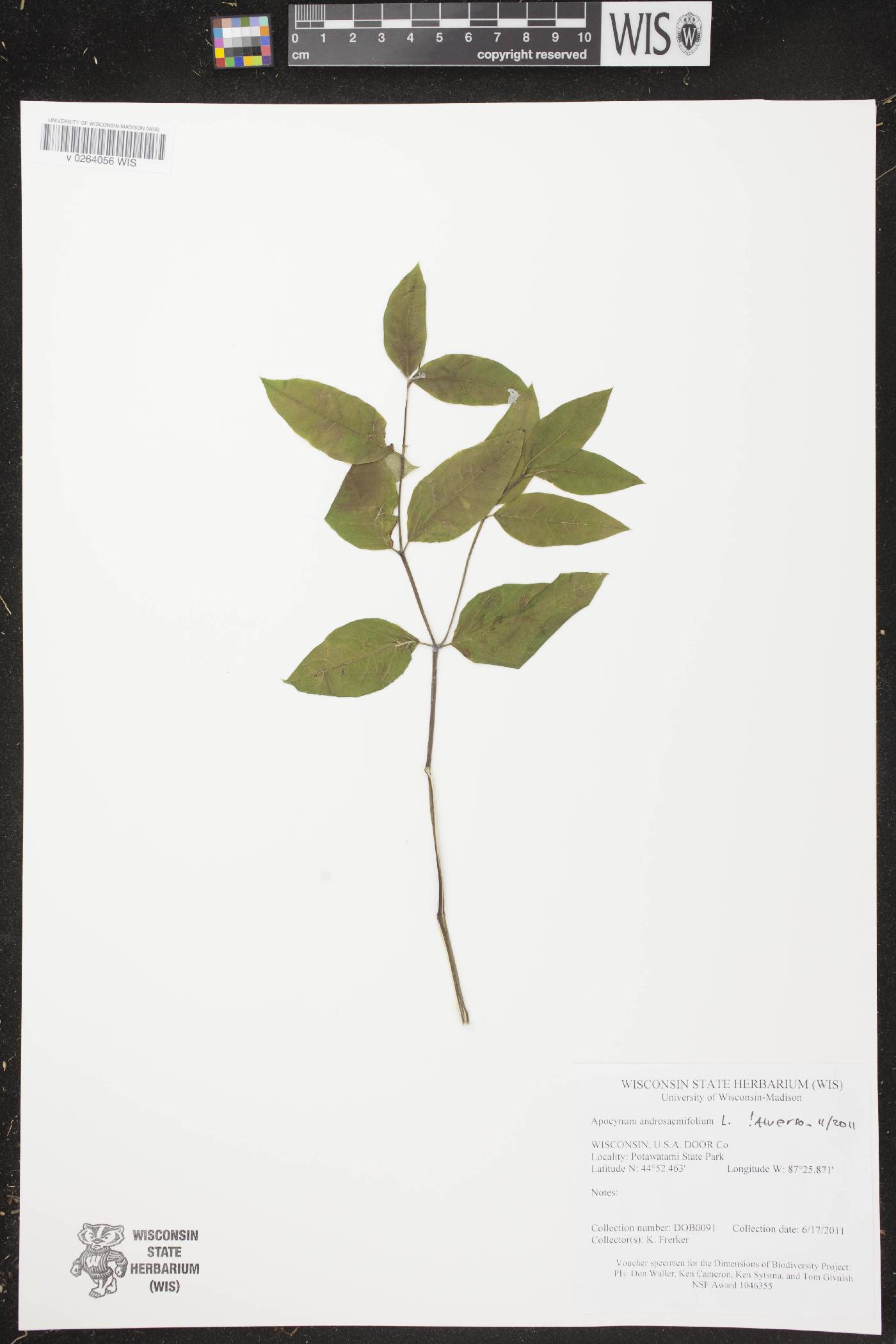 Apocynum androsaemifolium image