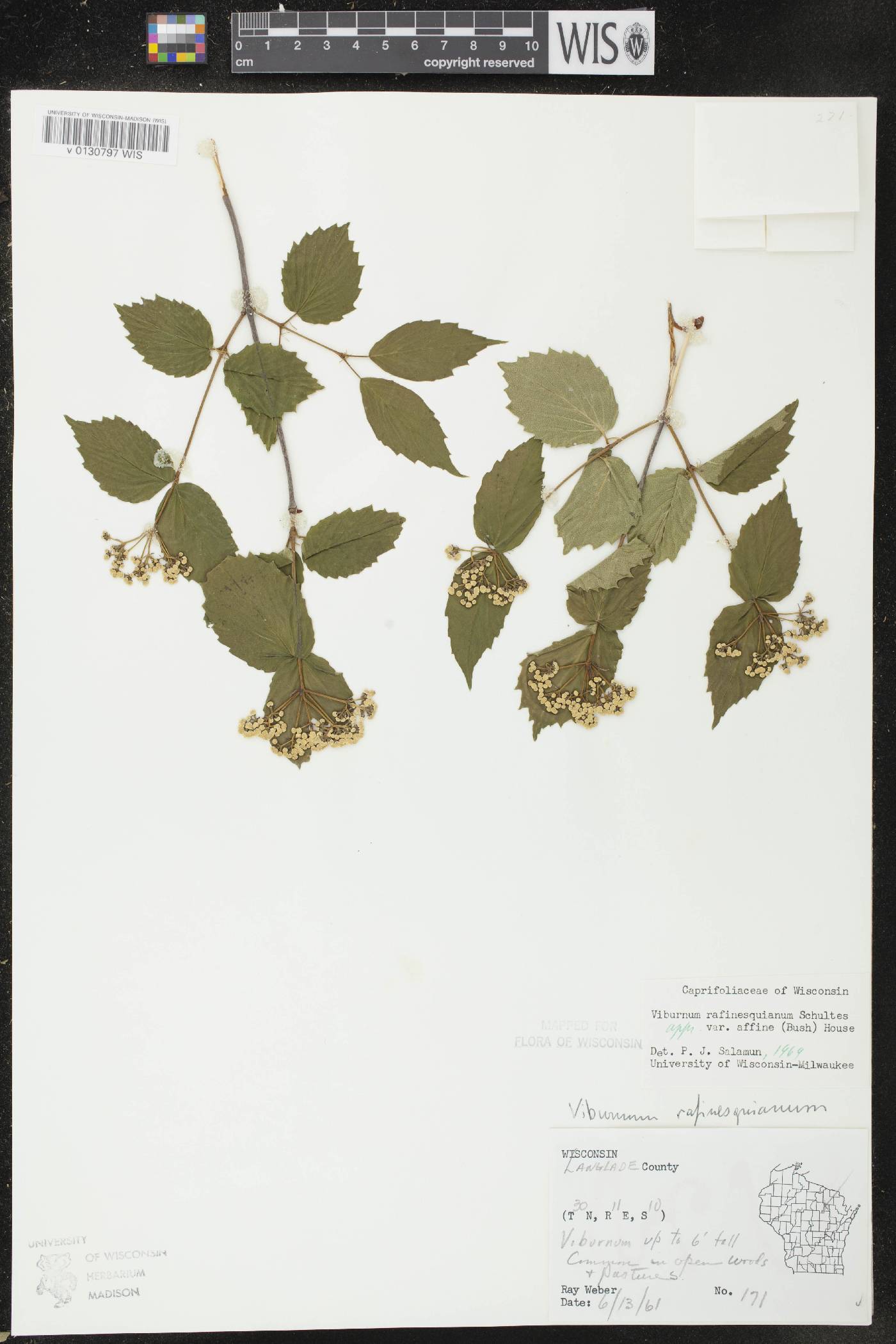 Viburnum rafinesquianum var. affine image