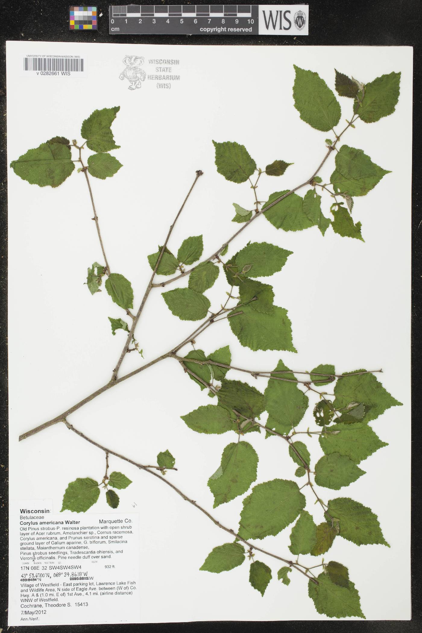 Corylus americana image