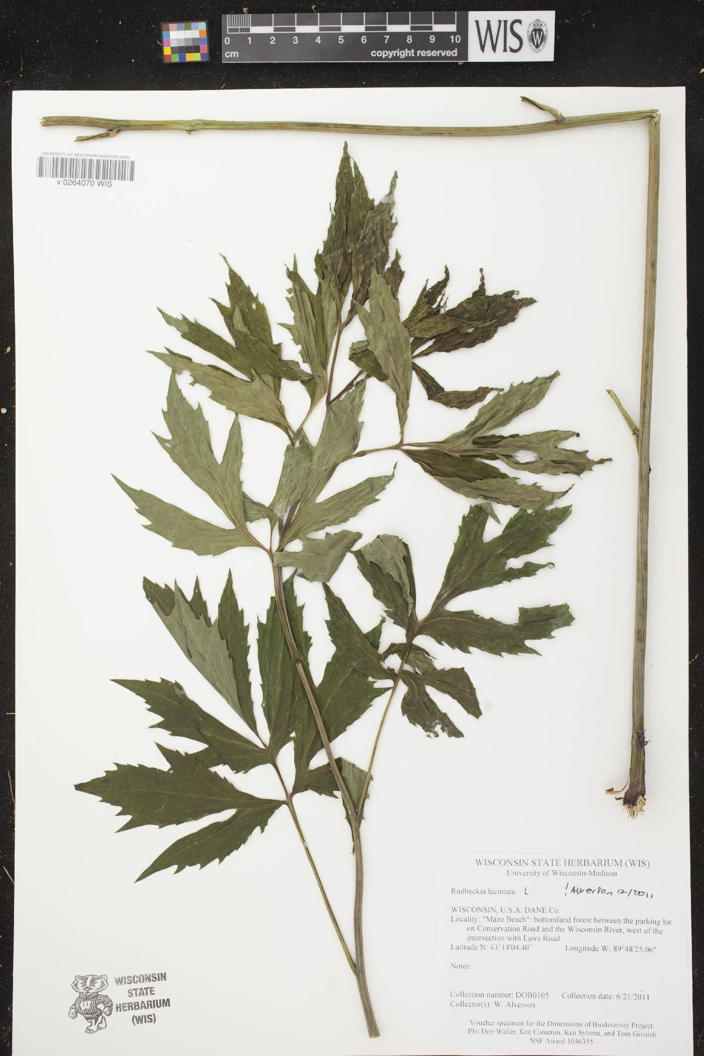 Rudbeckia laciniata image