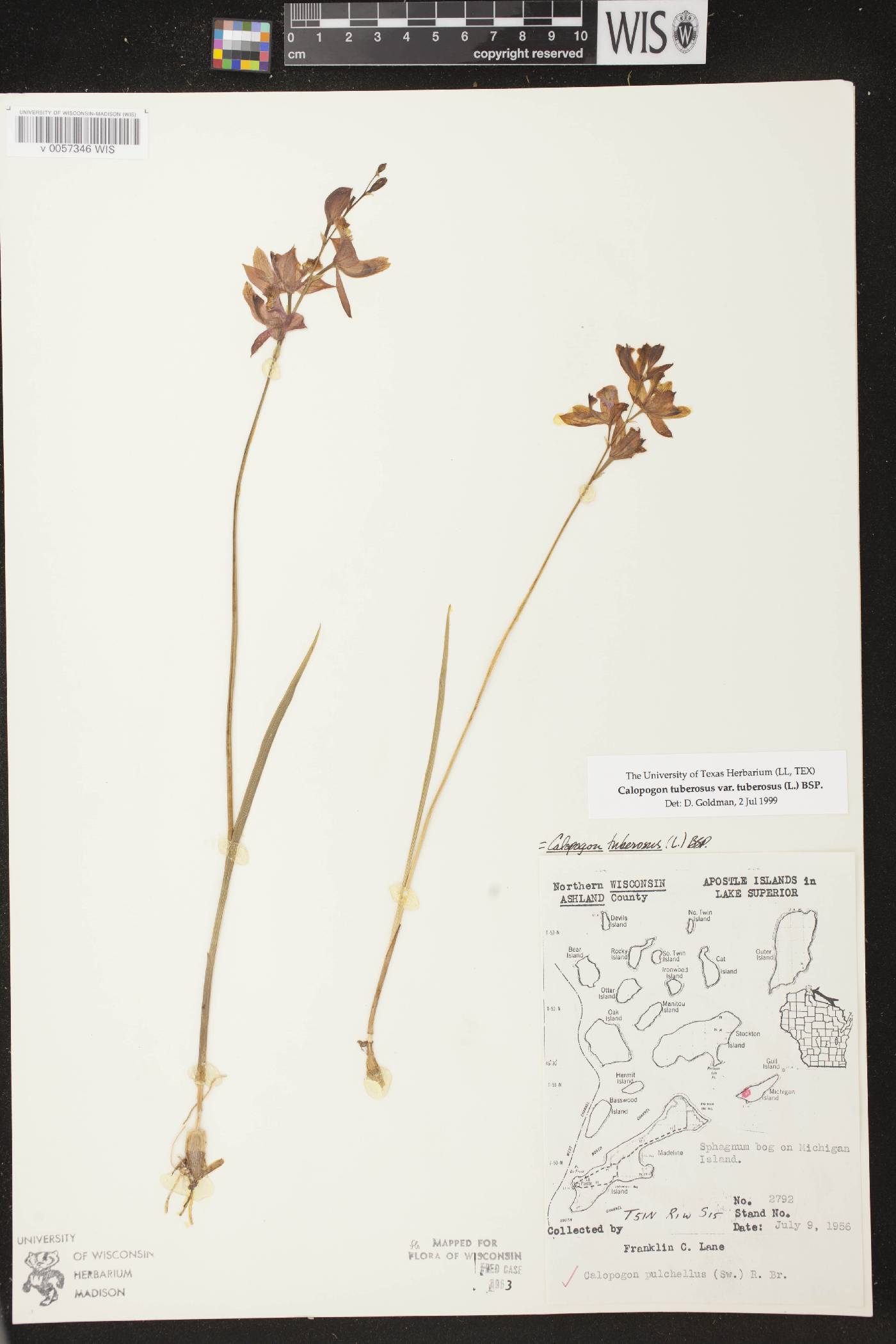 Calopogon tuberosus var. tuberosus image