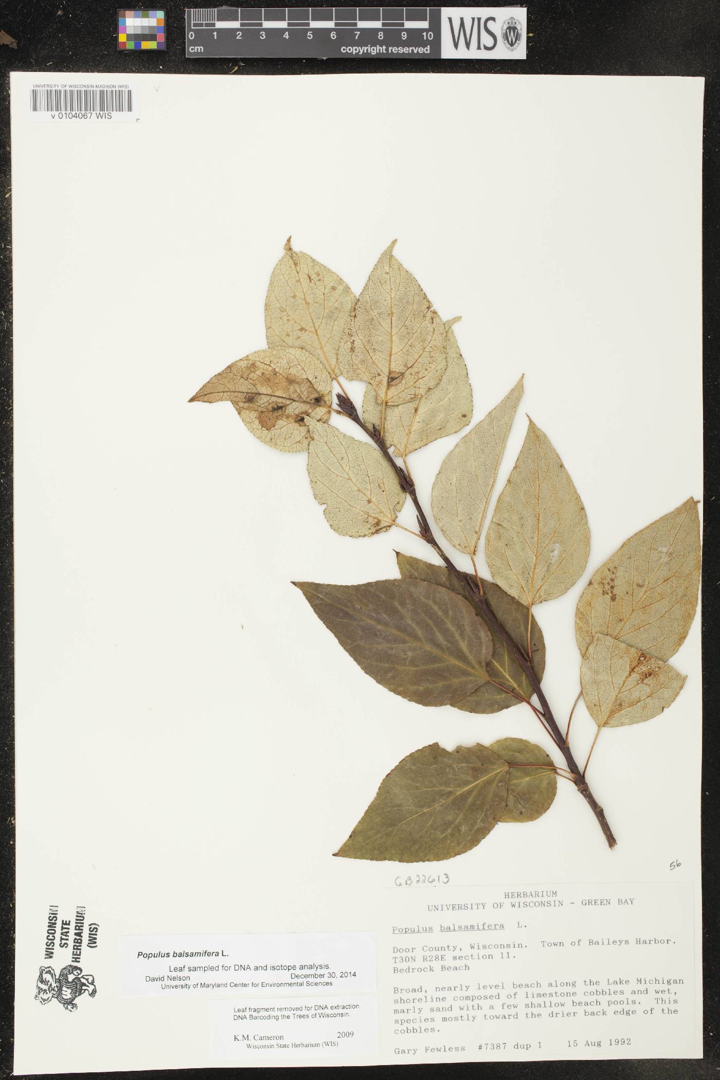 Populus balsamifera image