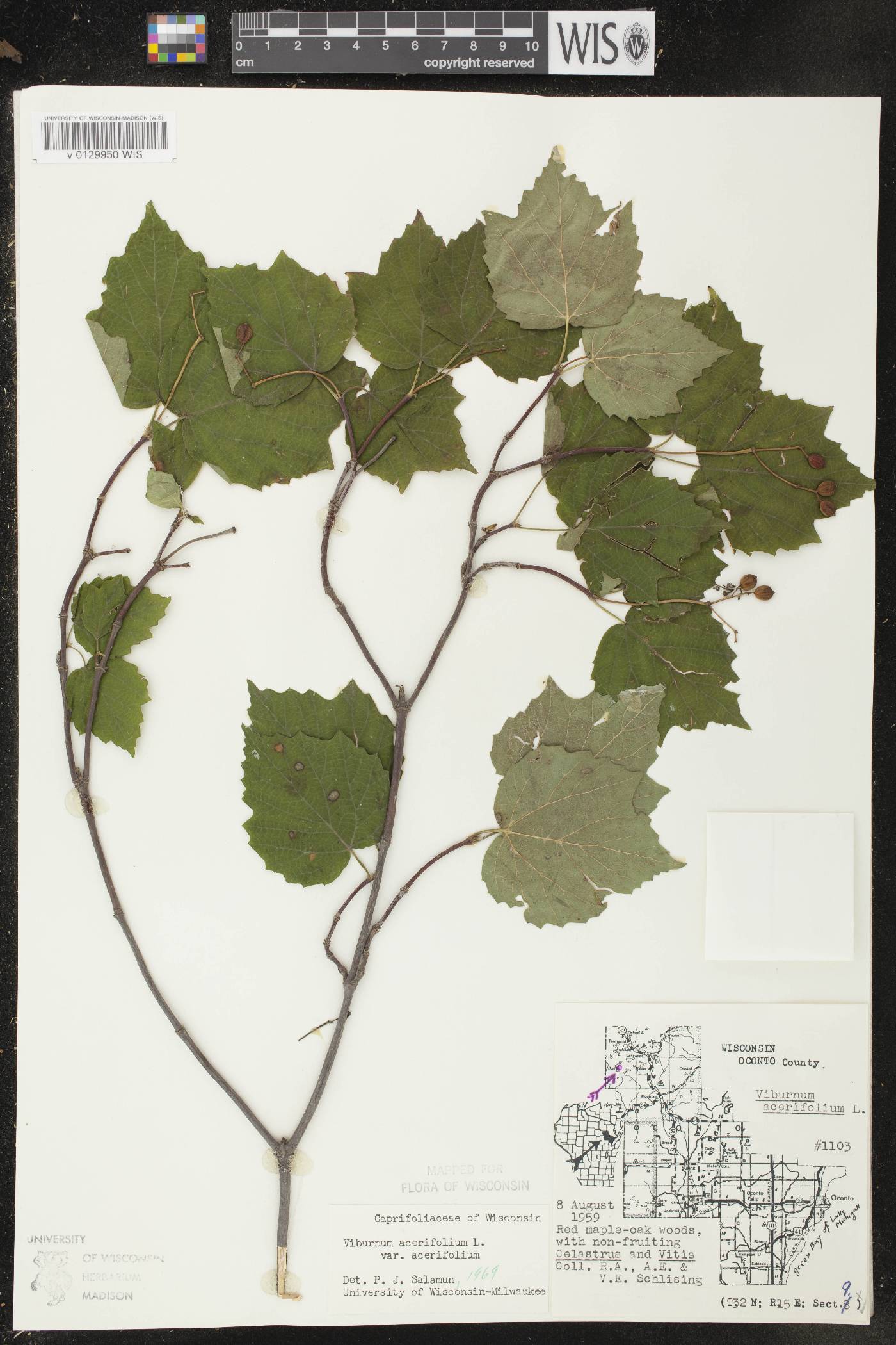 Viburnum acerifolium image