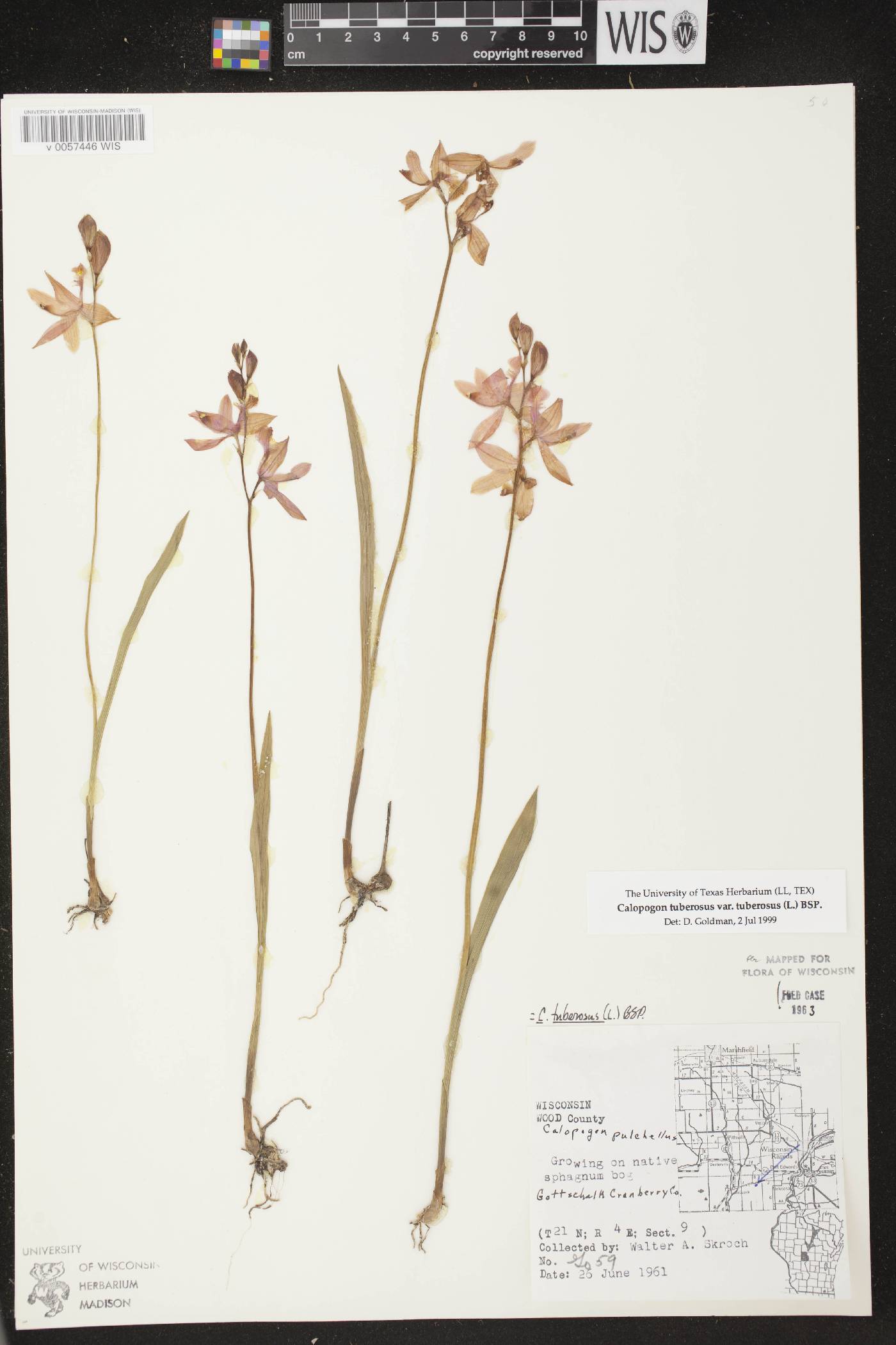 Calopogon tuberosus var. tuberosus image