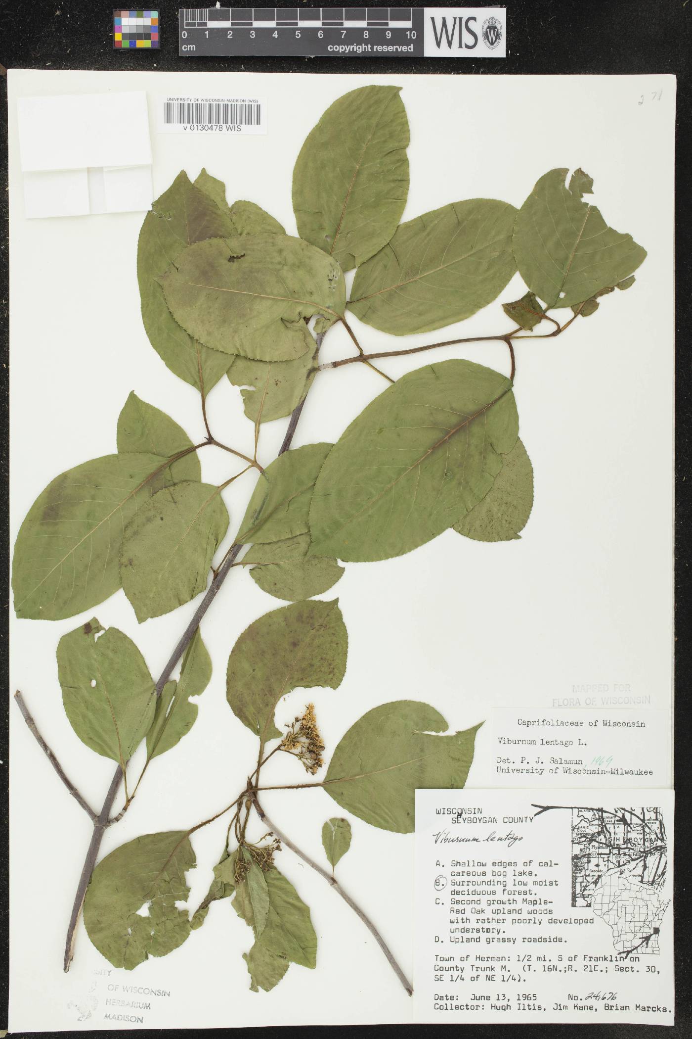 Viburnum lentago image
