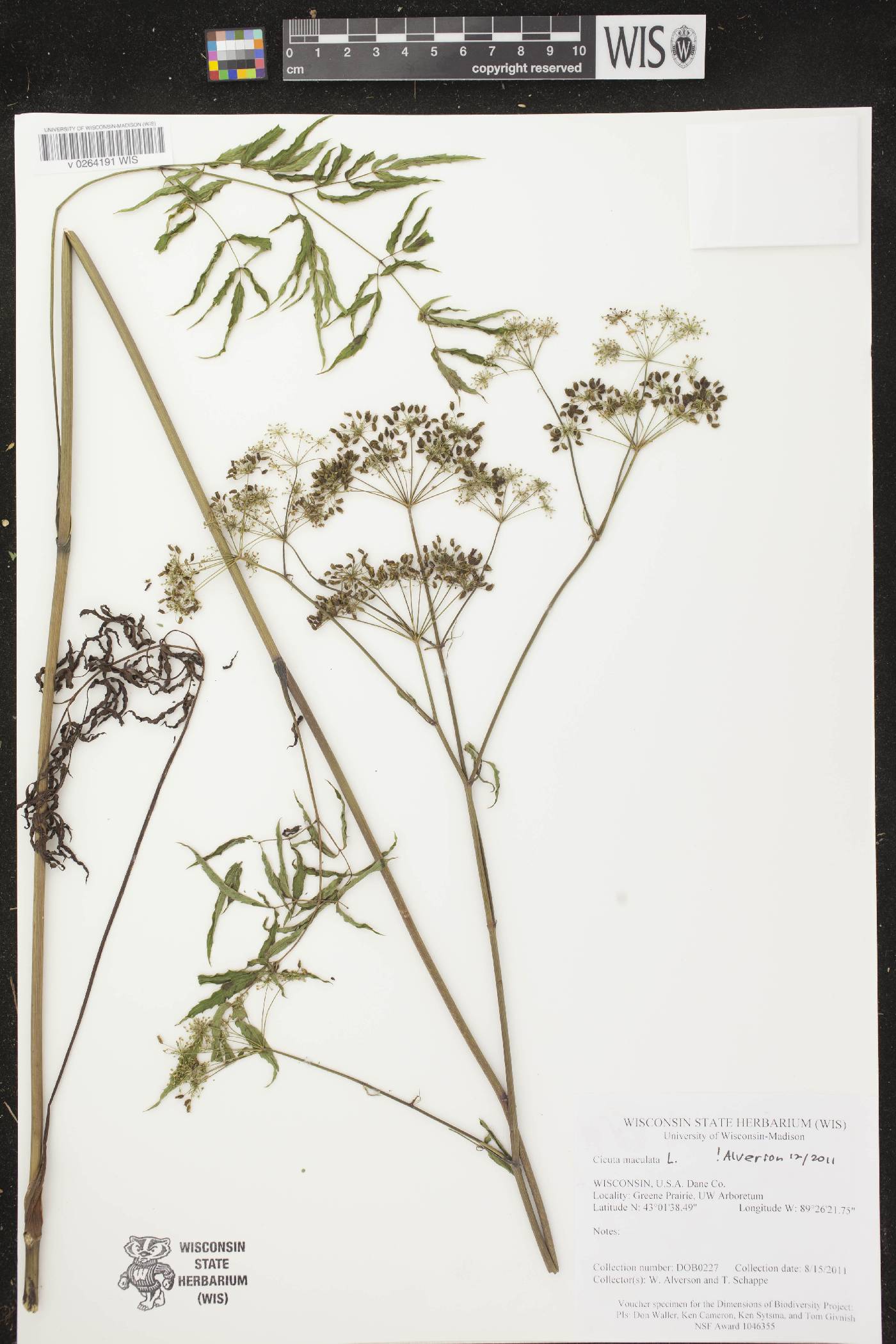 Cicuta maculata image