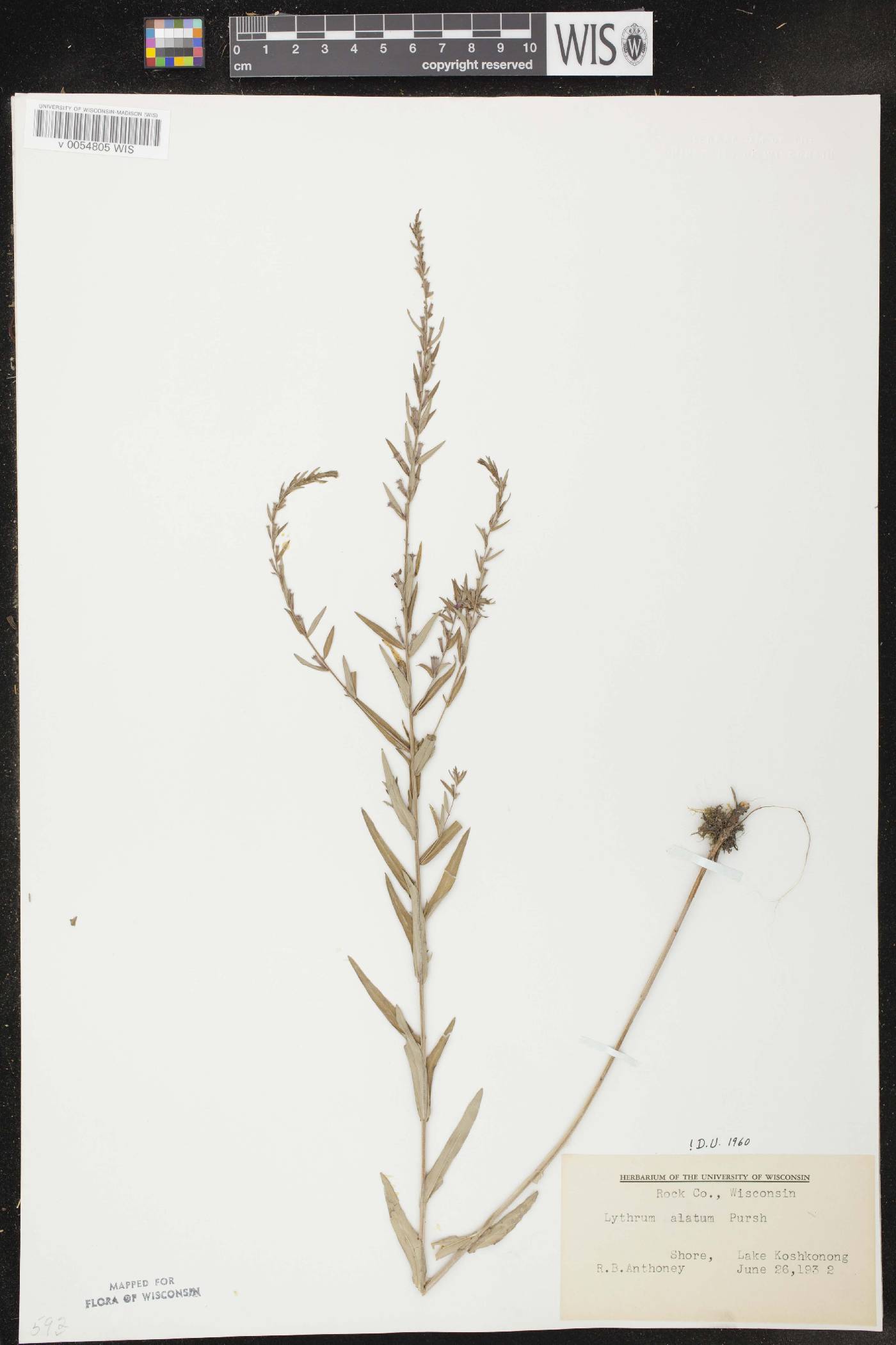 Lythrum alatum var. alatum image