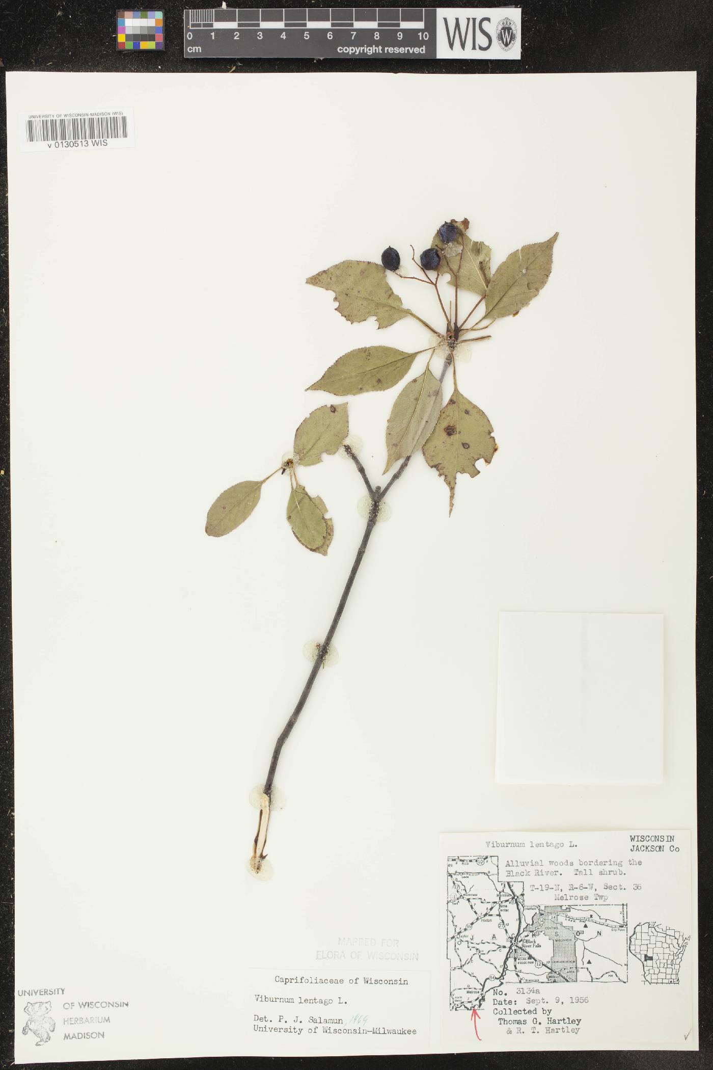 Viburnum lentago image