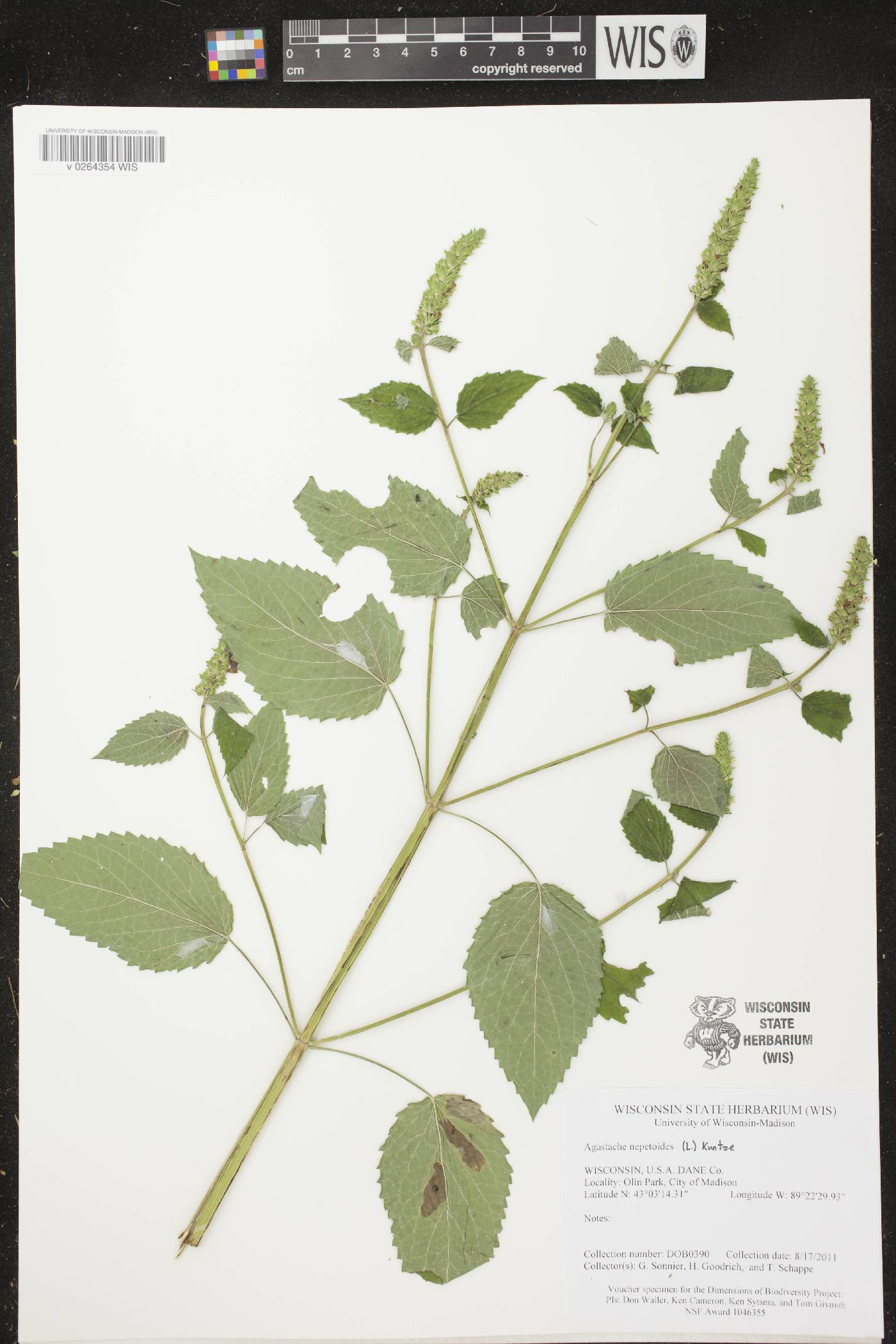 Agastache nepetoides image