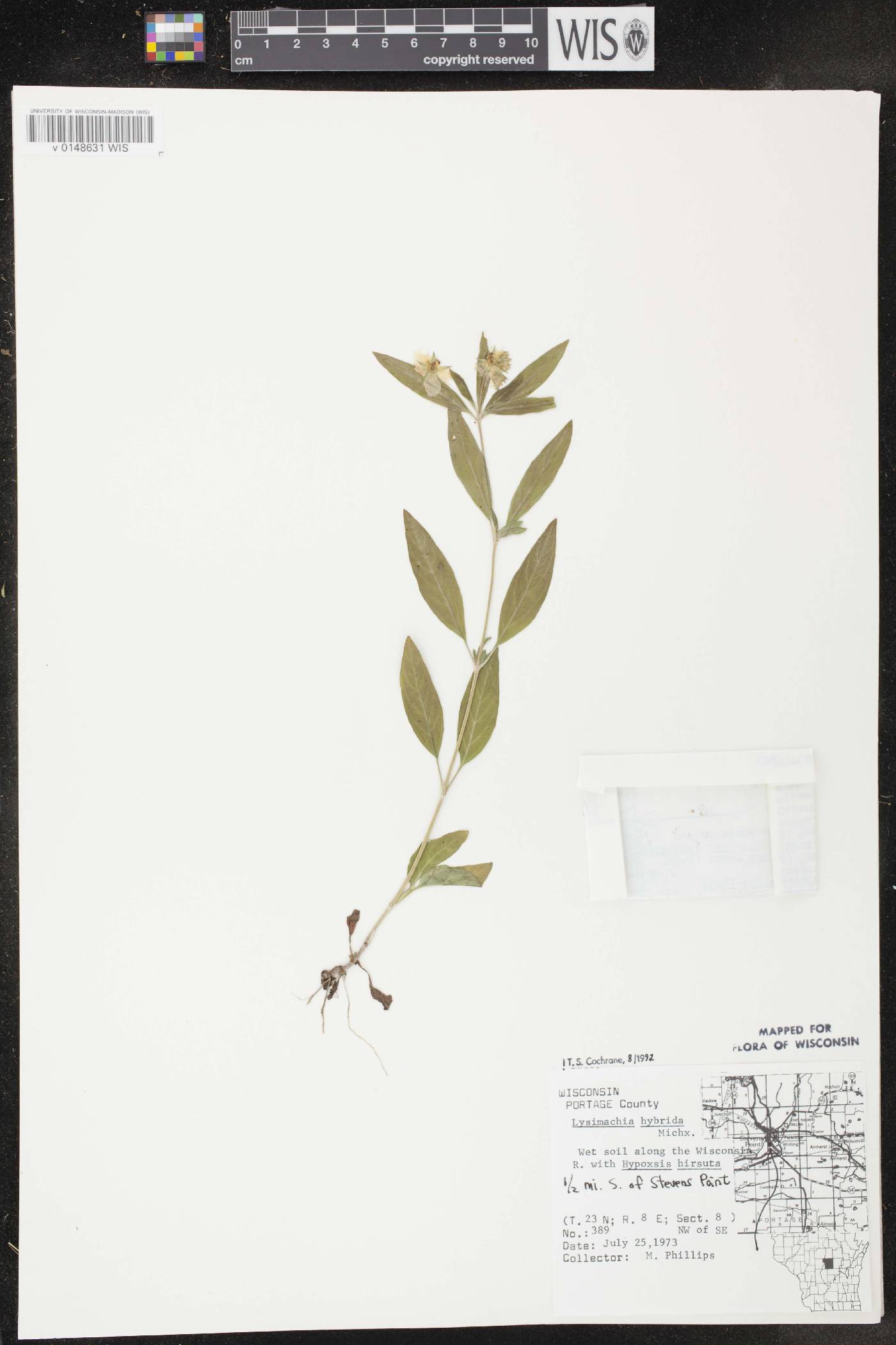 Lysimachia hybrida image