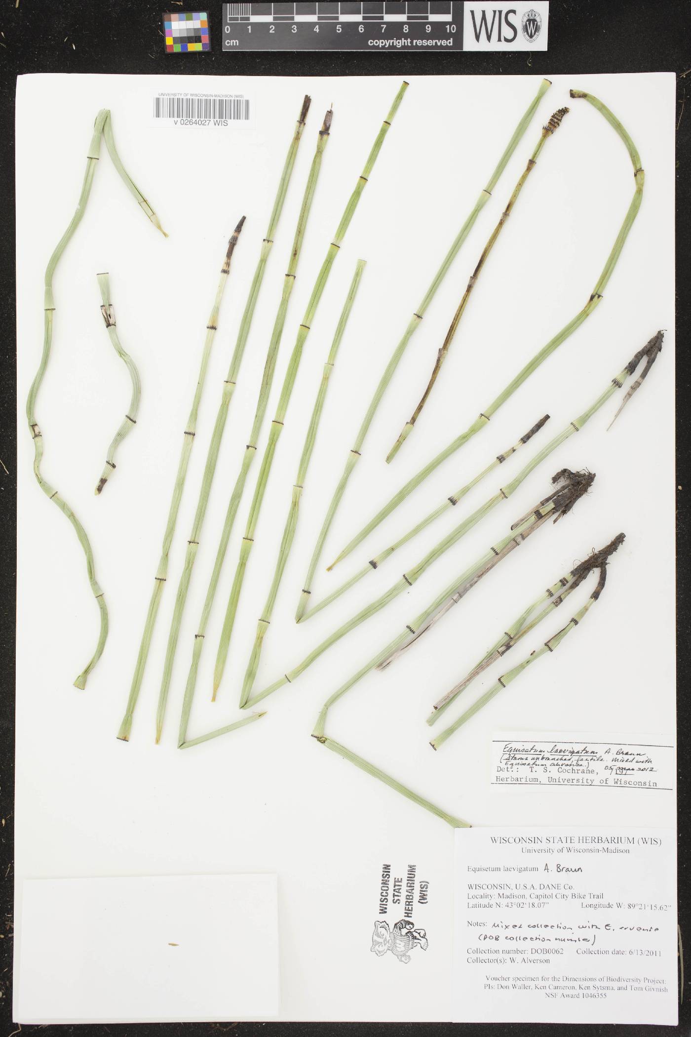 Equisetum laevigatum image