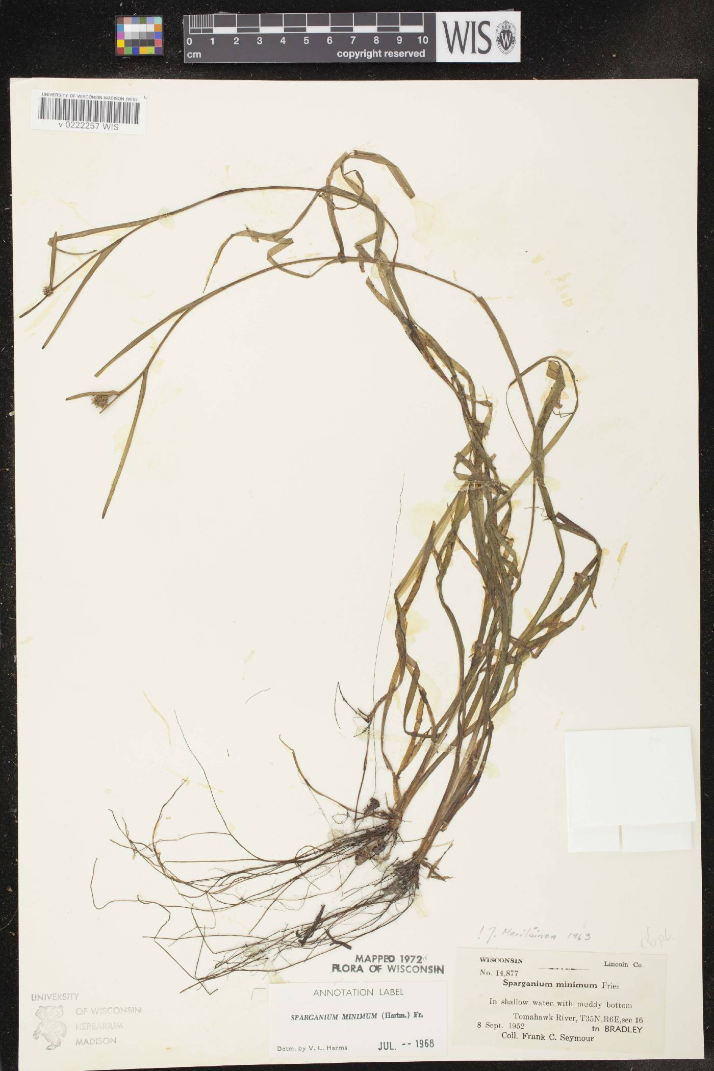 Sparganium natans image