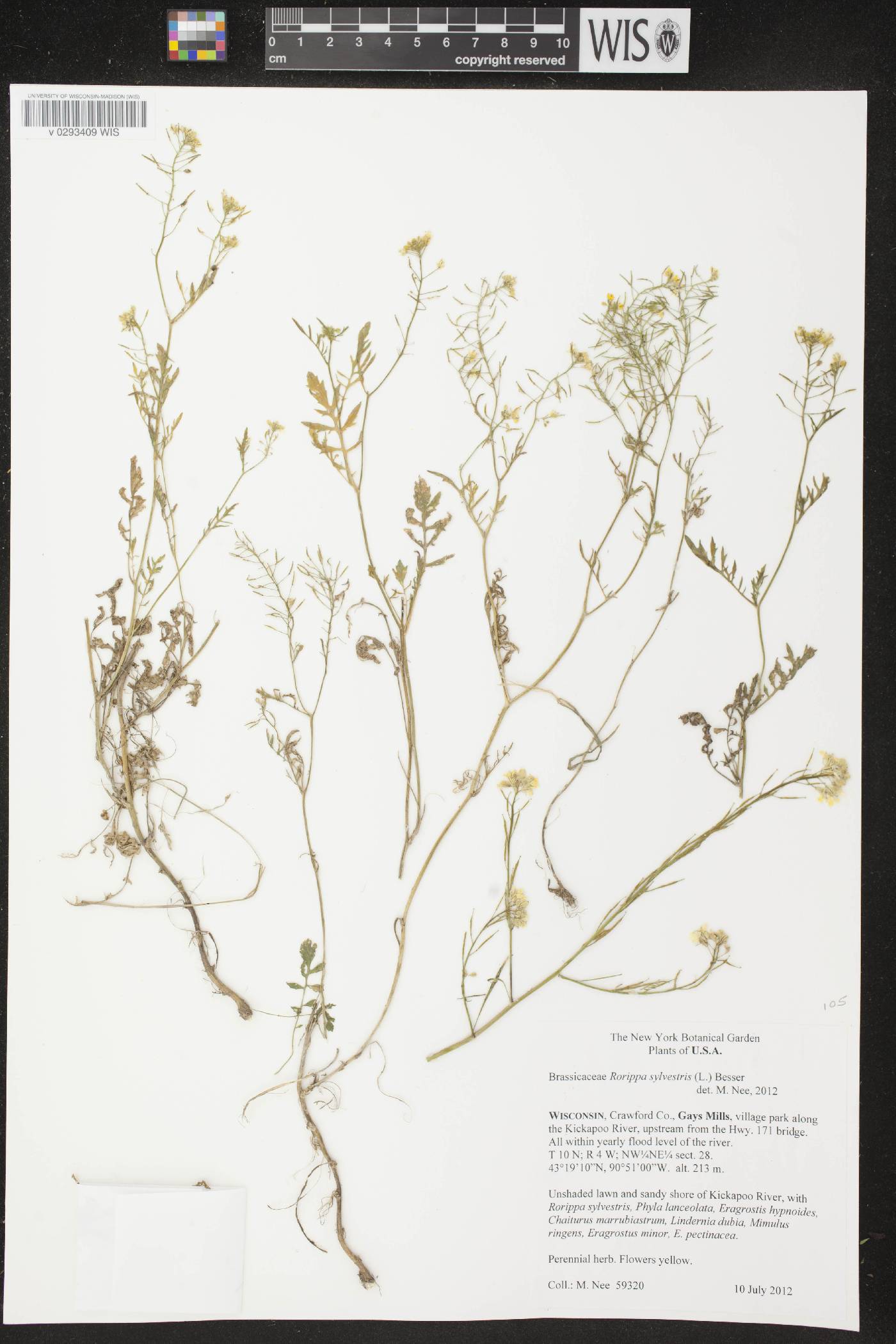 Rorippa sylvestris image