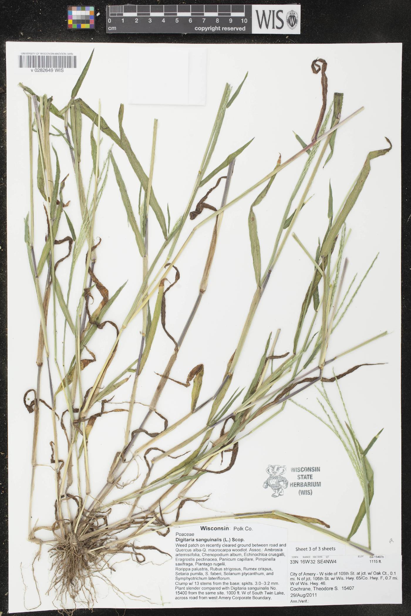 Digitaria sanguinalis image