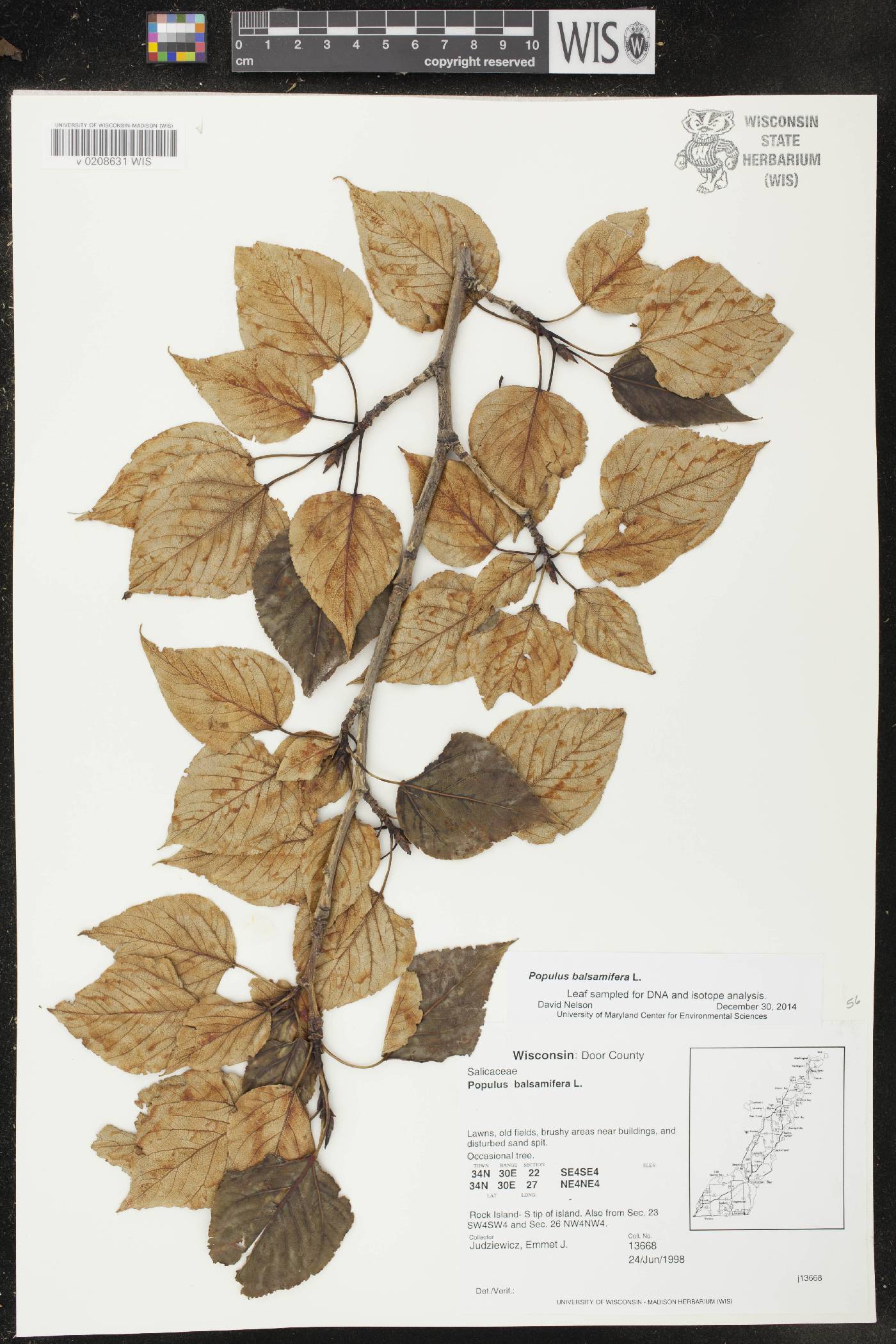 Populus balsamifera image