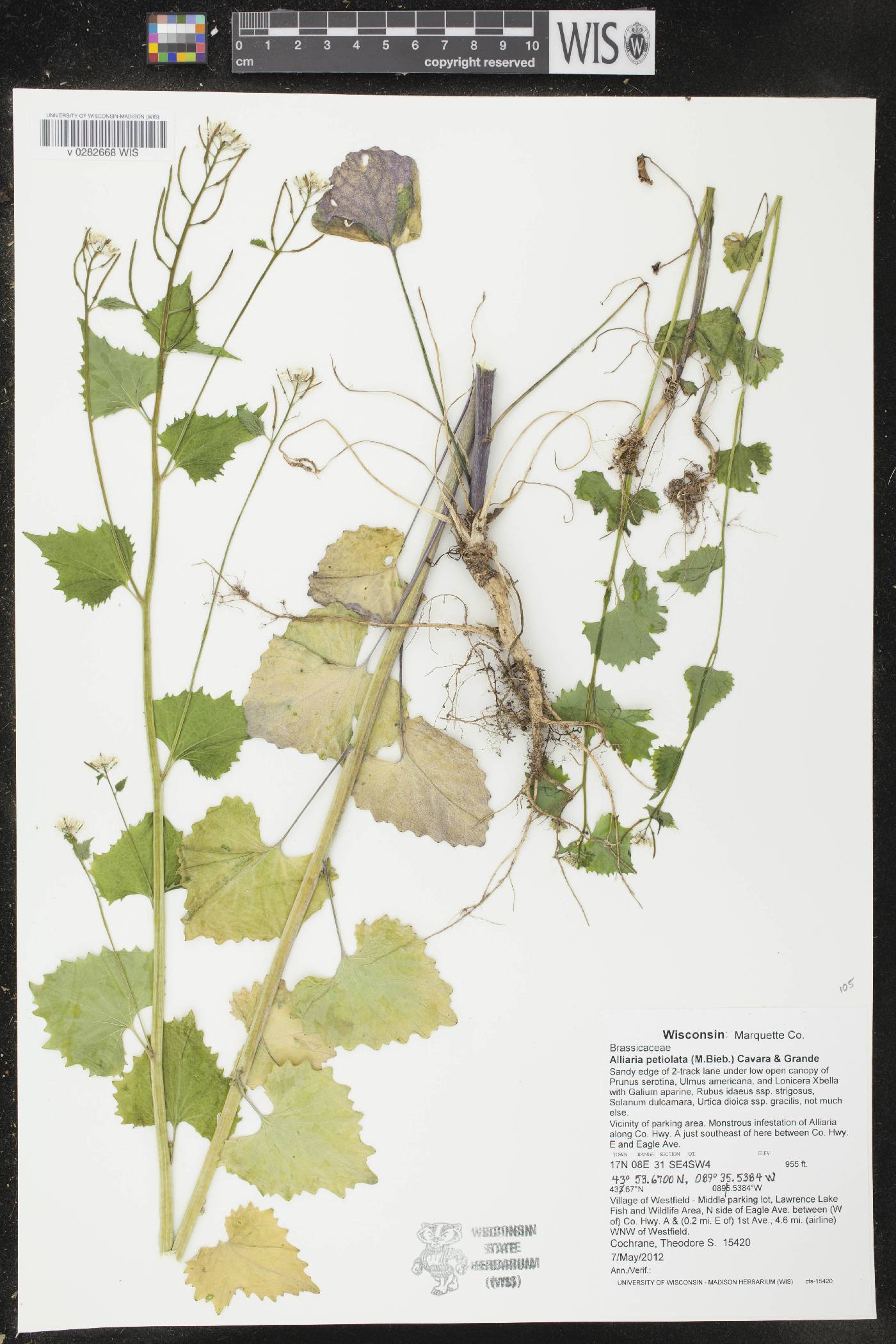 Alliaria petiolata image