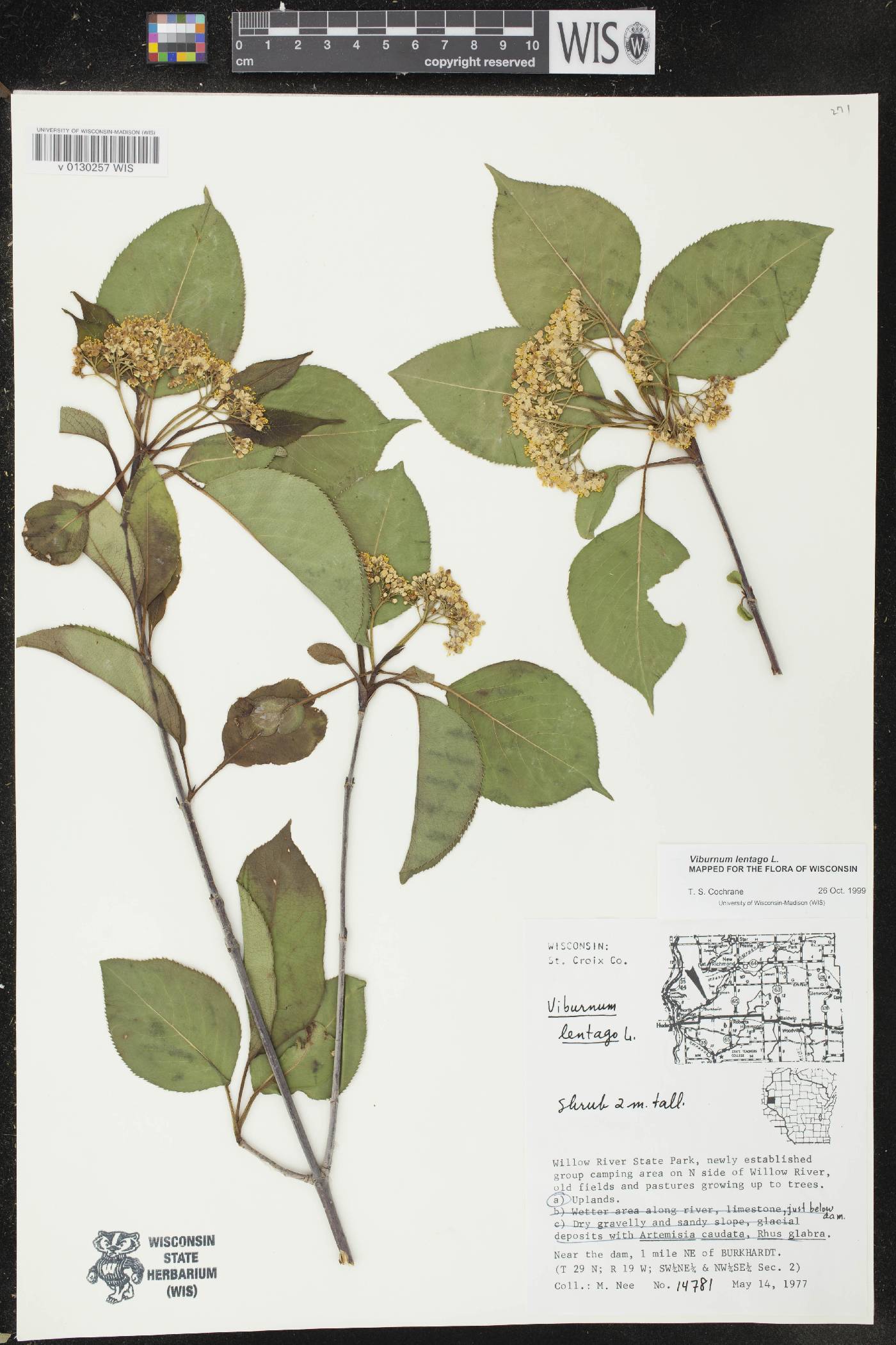 Viburnum lentago image