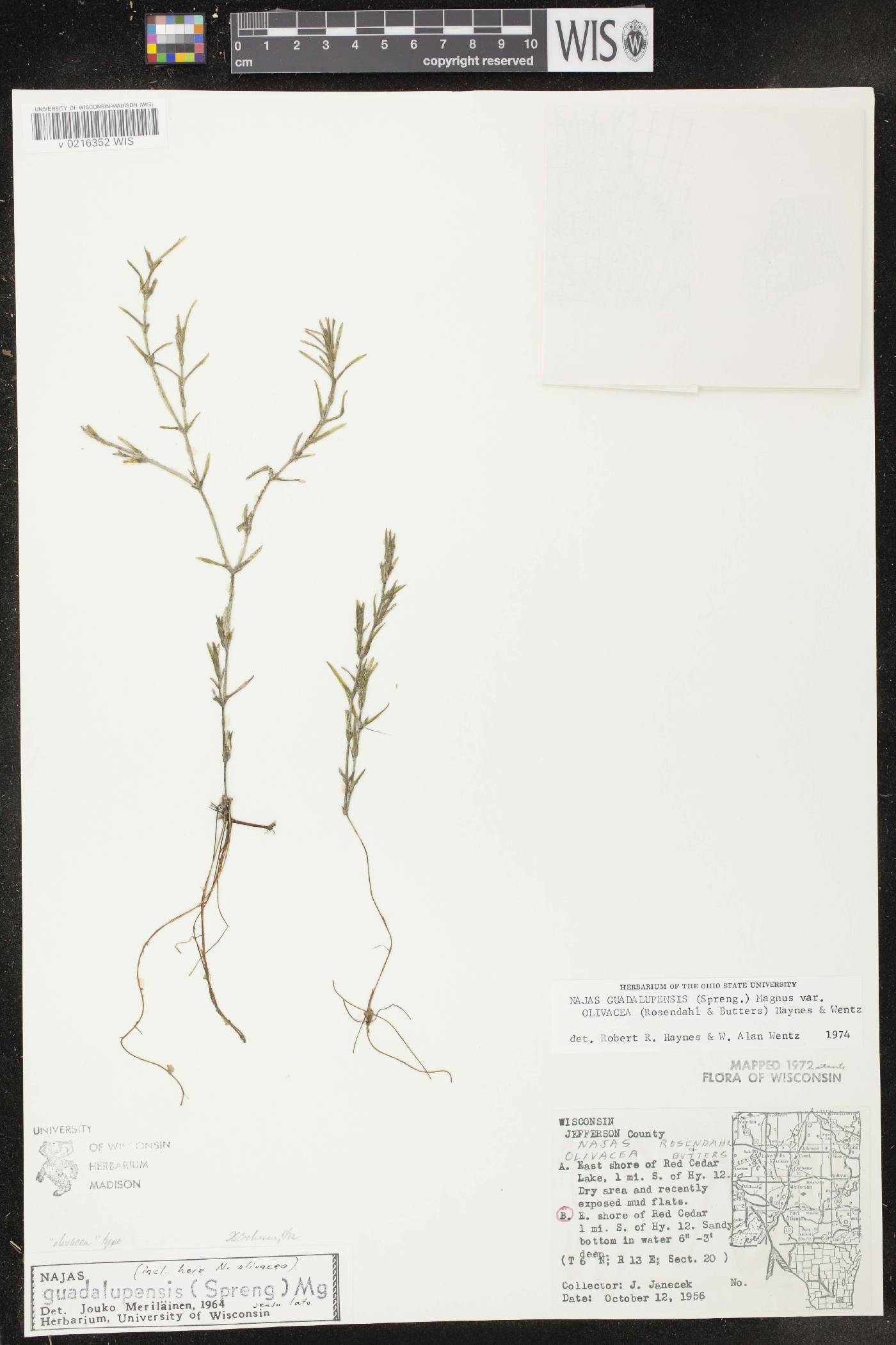 Najas guadalupensis subsp. olivacea image