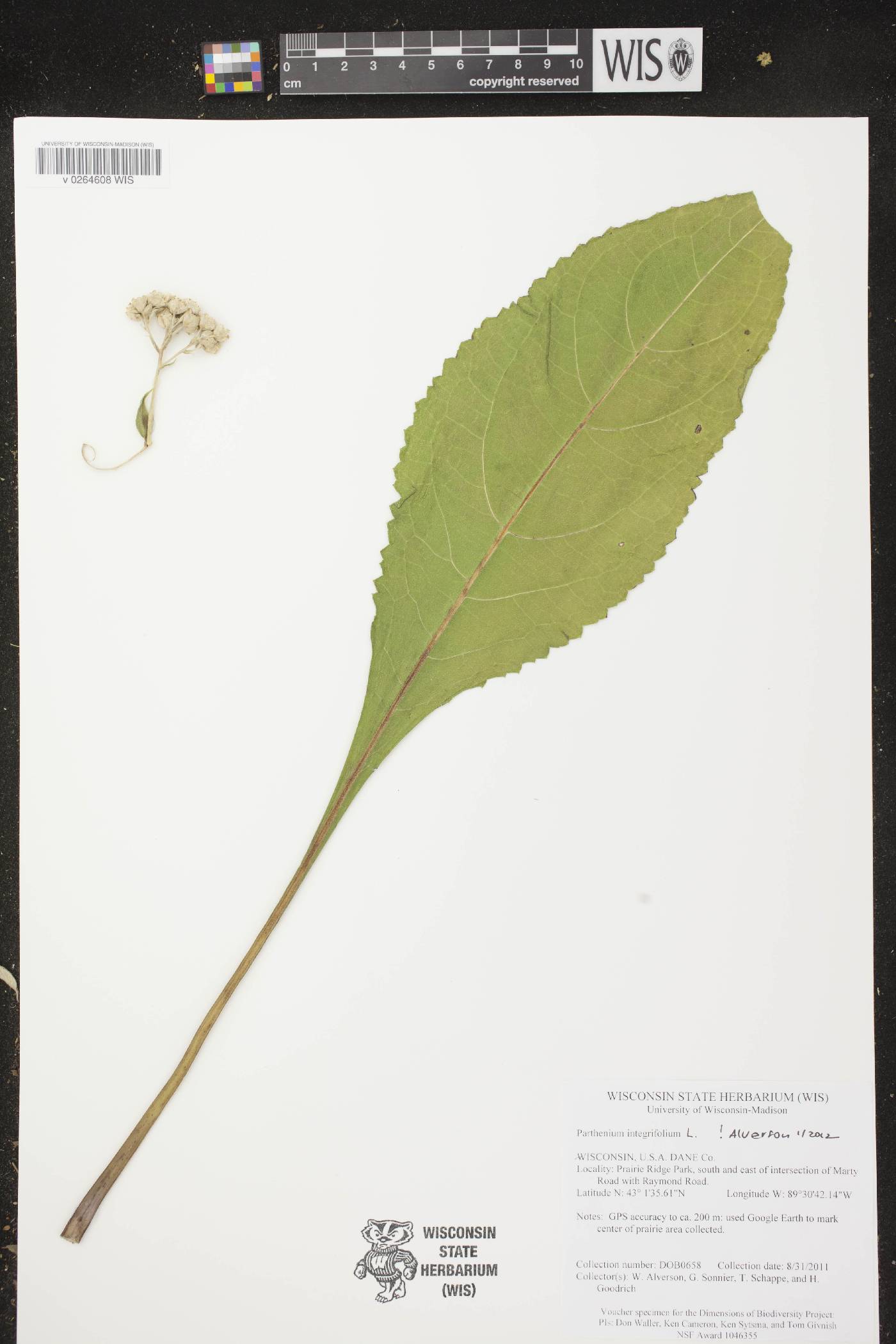 Parthenium integrifolium image