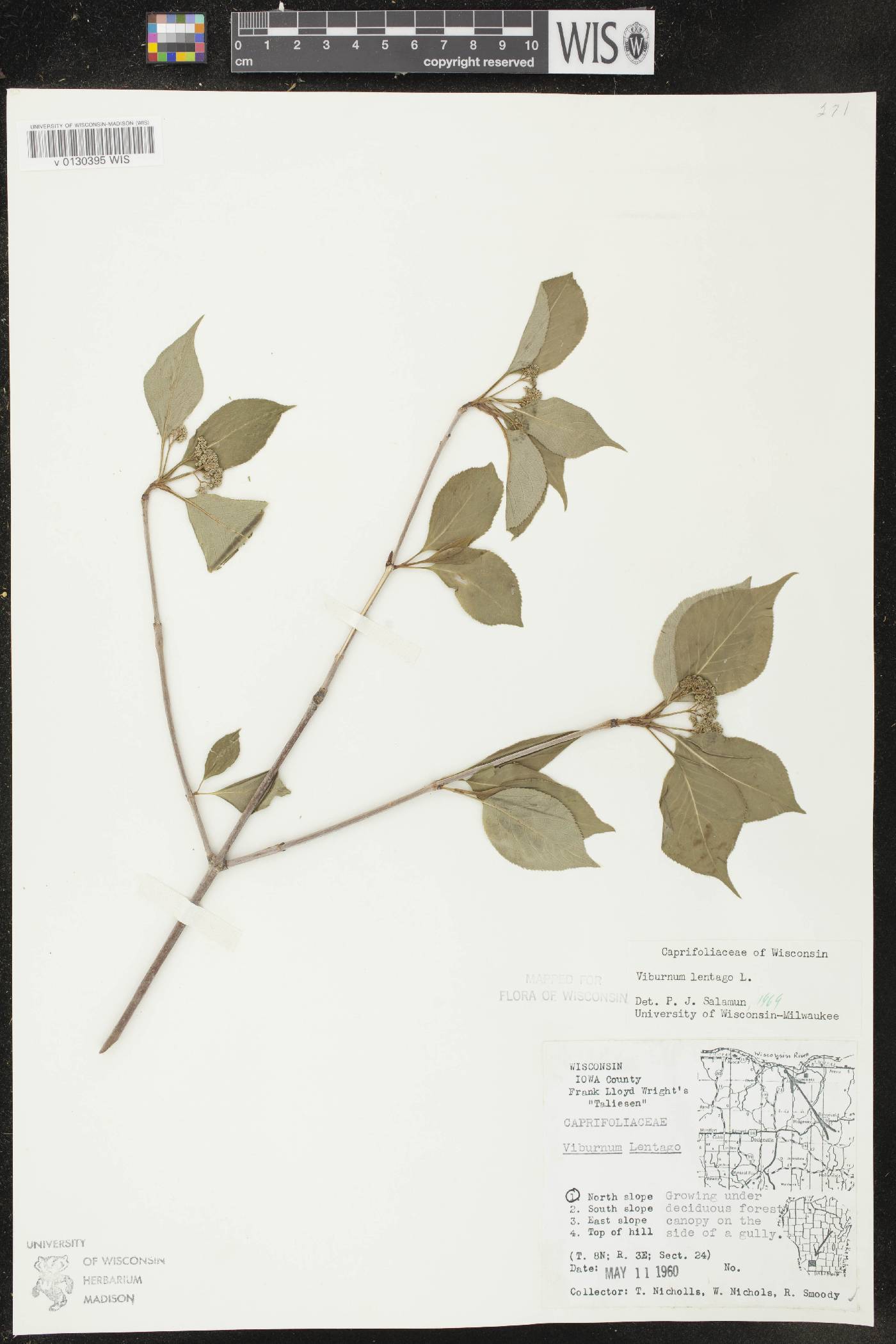 Viburnum lentago image