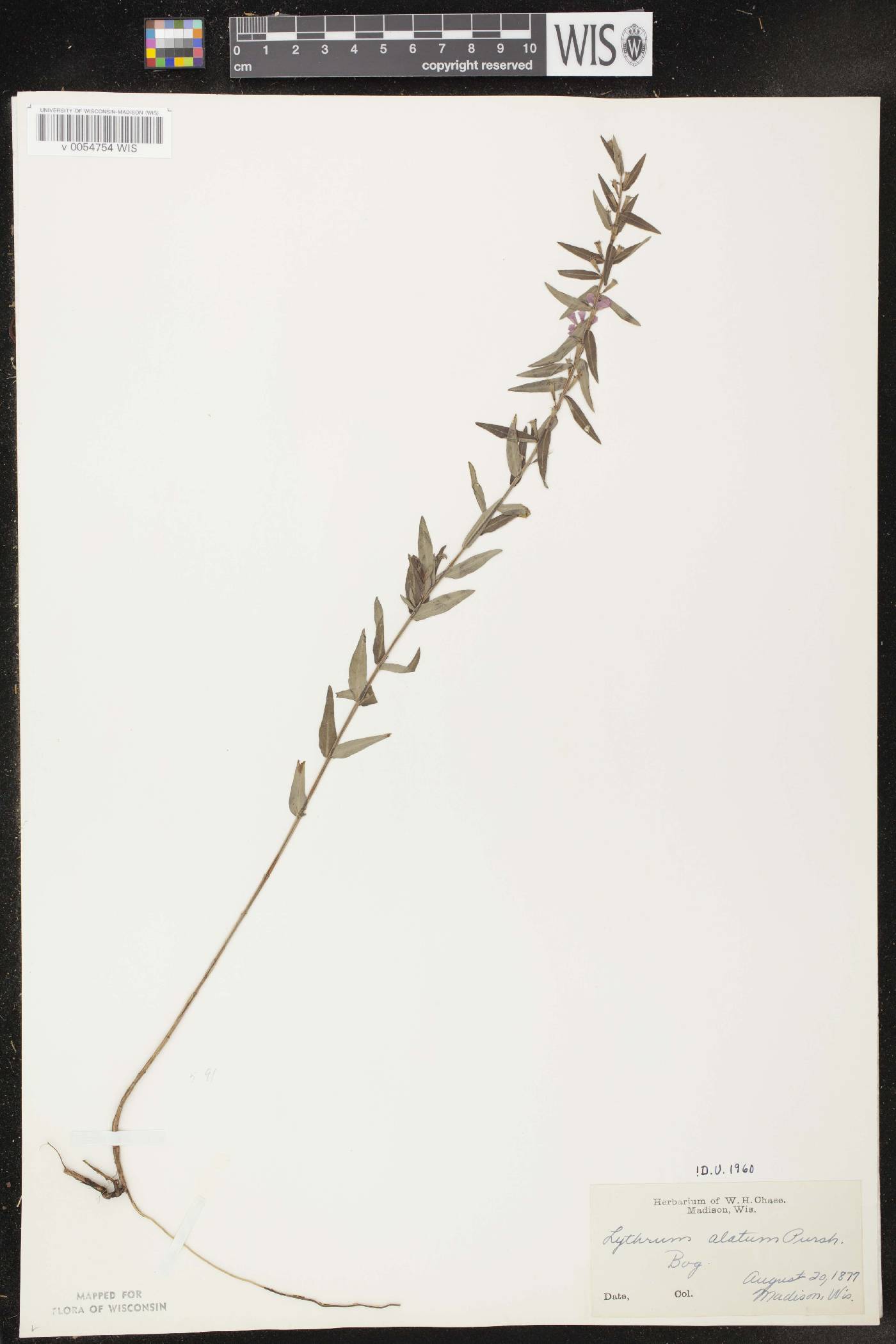 Lythrum alatum var. alatum image