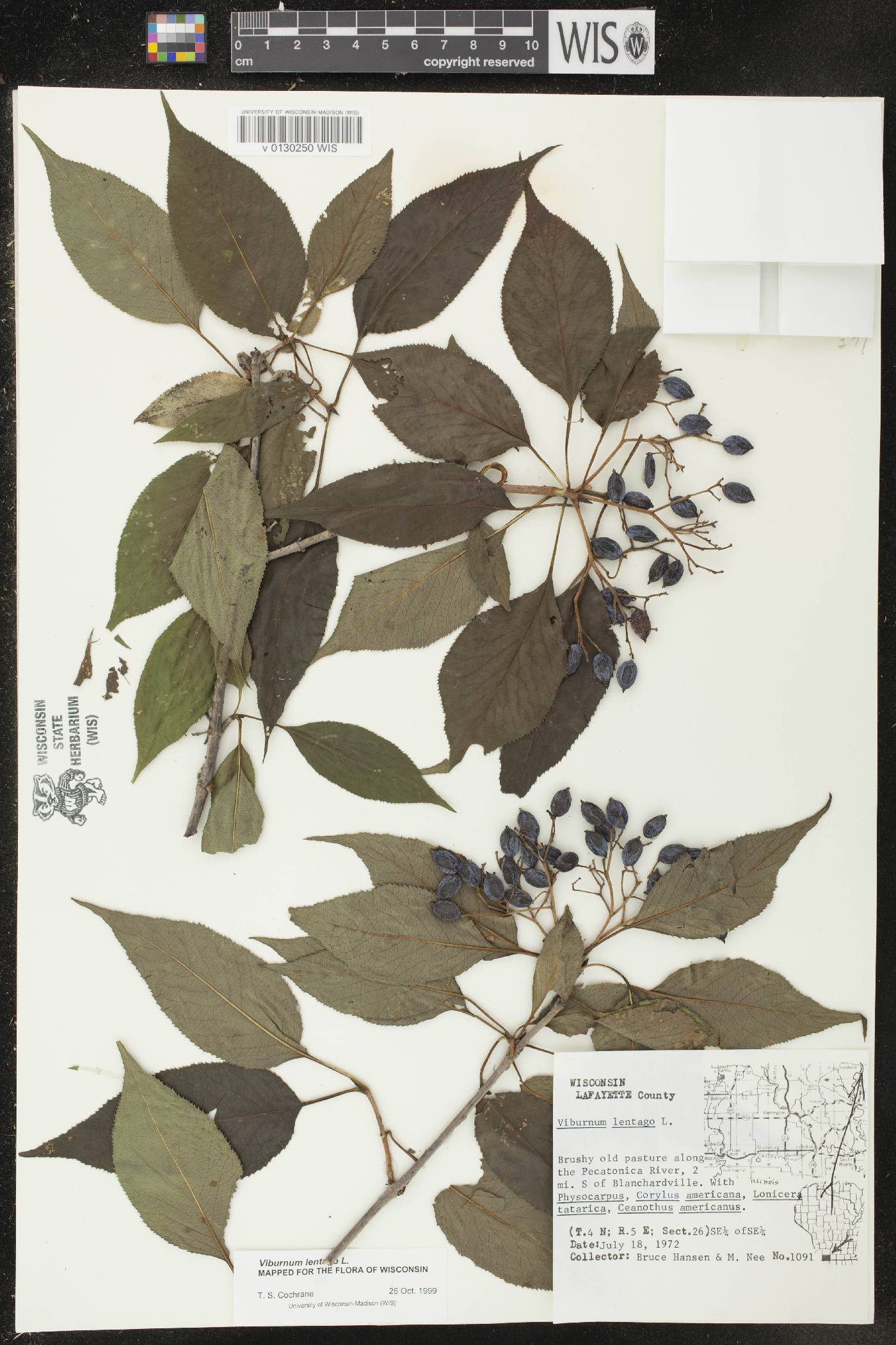 Viburnum lentago image