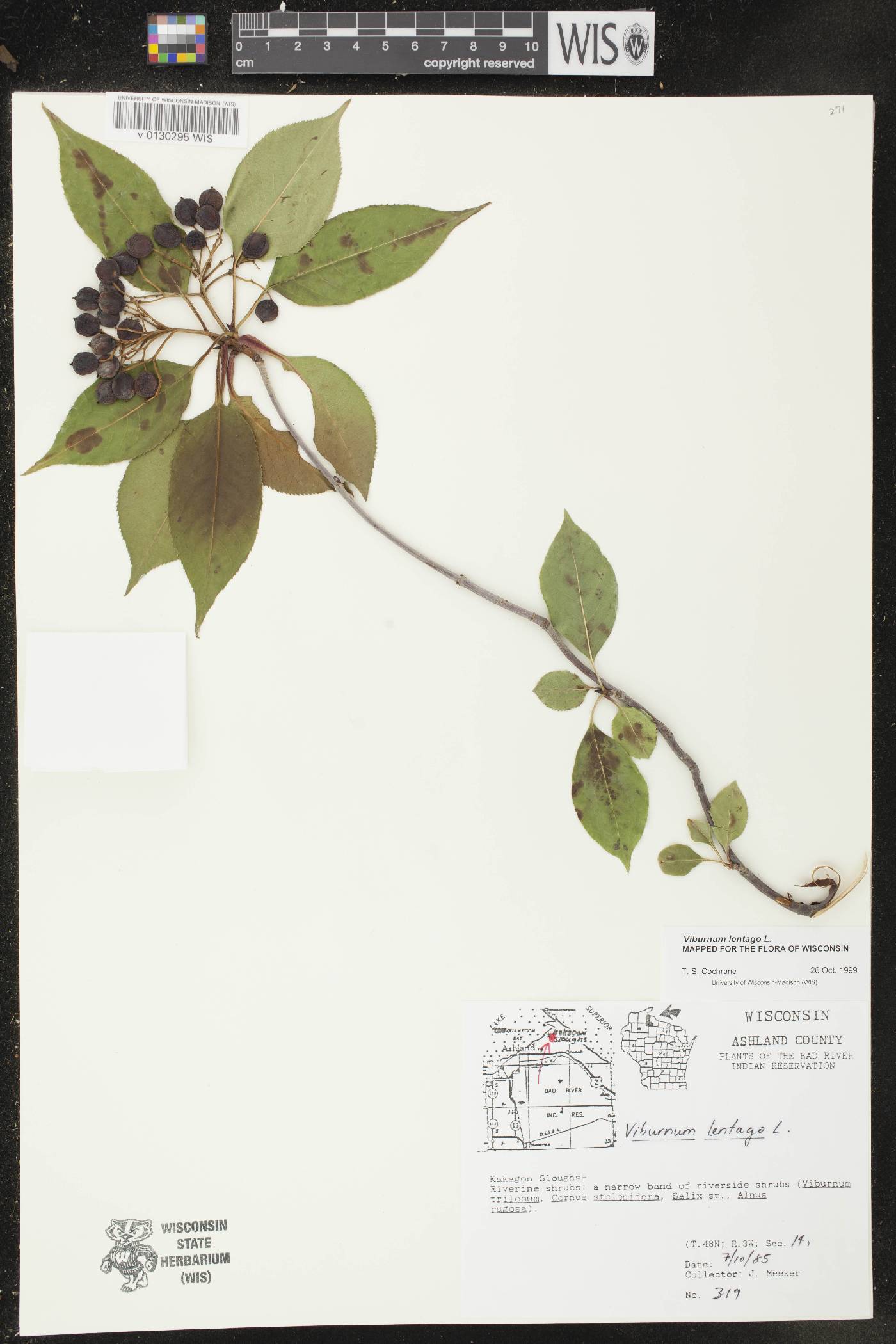 Viburnum lentago image