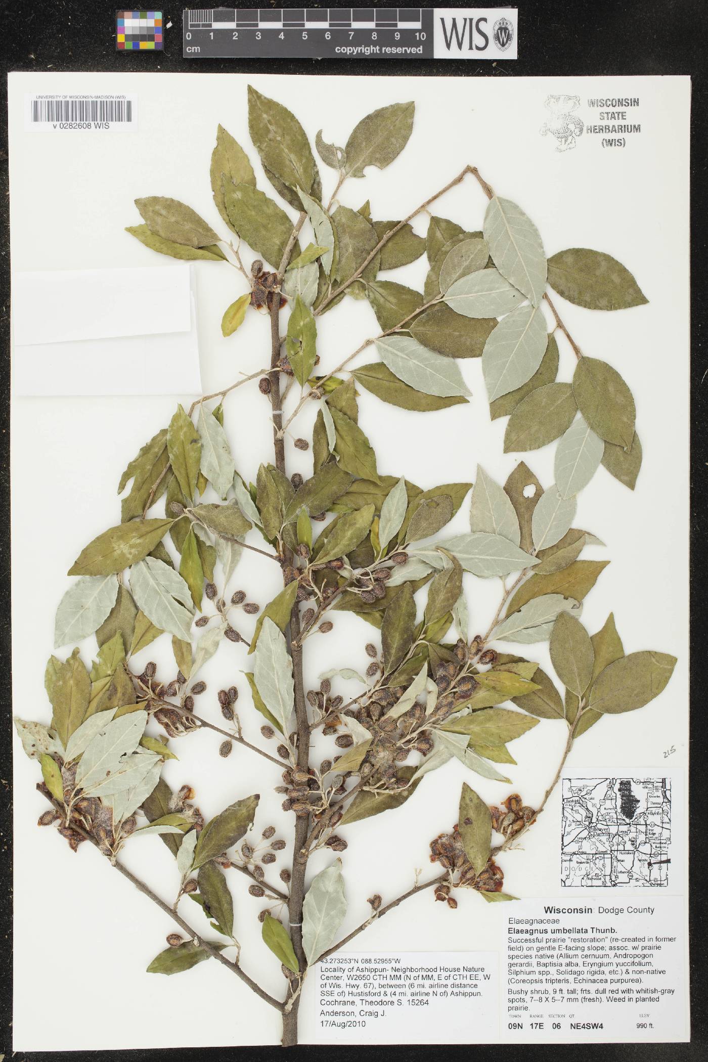 Elaeagnus umbellata image