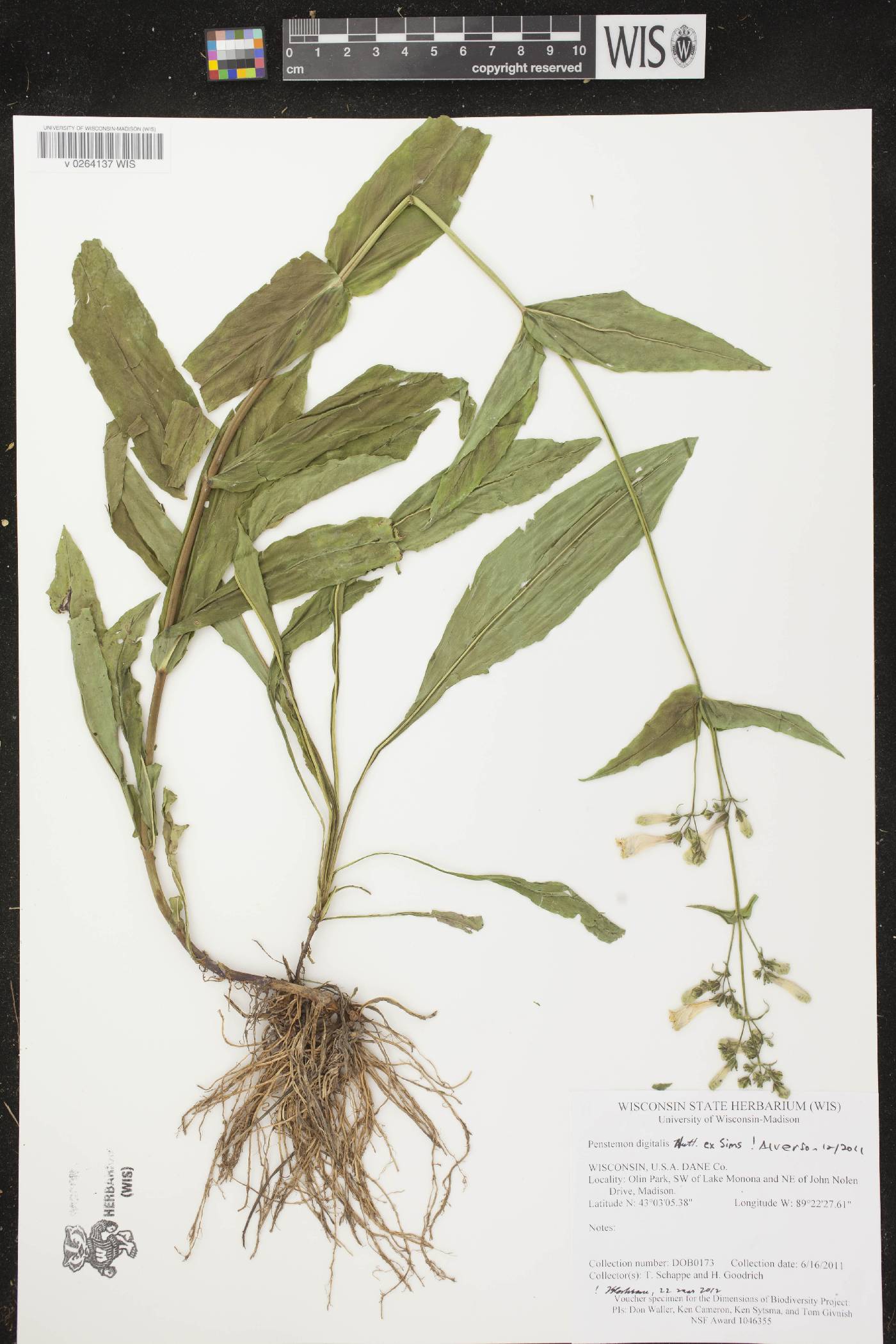 Penstemon digitalis image