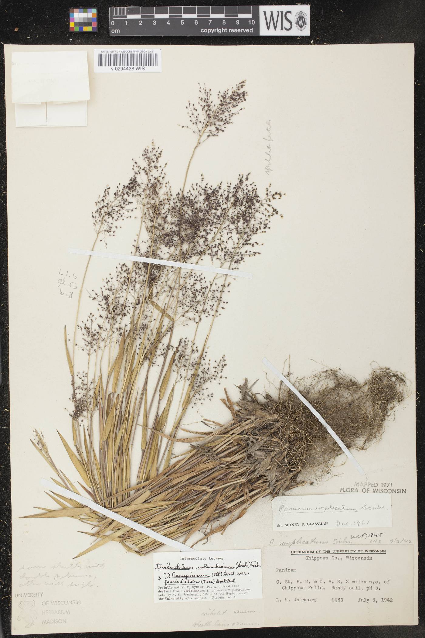 Dichanthelium meridionale image