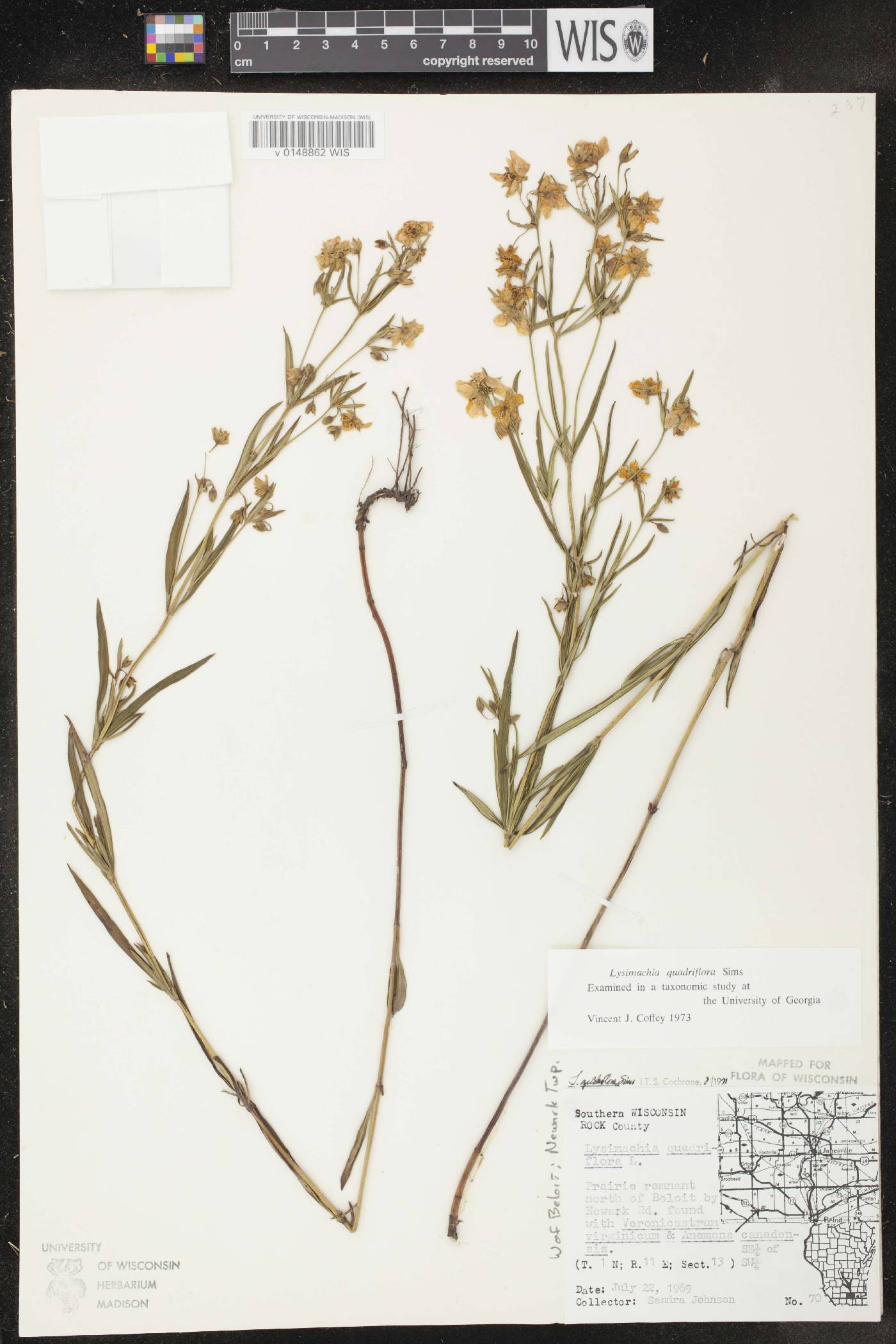 Lysimachia quadriflora image