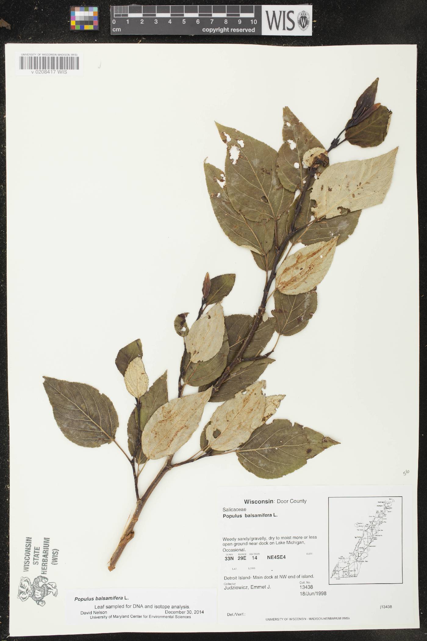 Populus balsamifera image