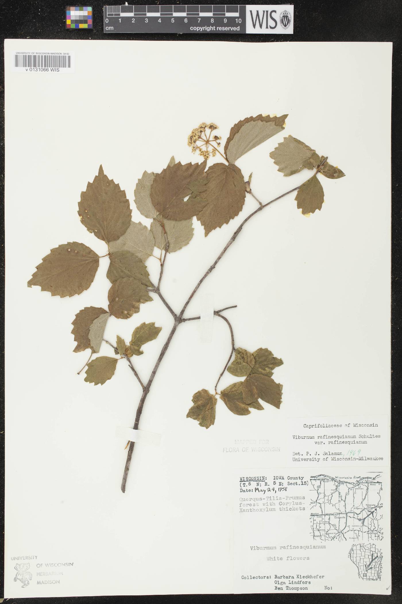 Viburnum rafinesquianum var. rafinesquianum image