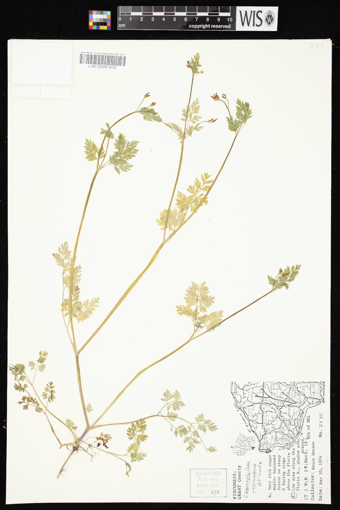 Chaerophyllum procumbens image