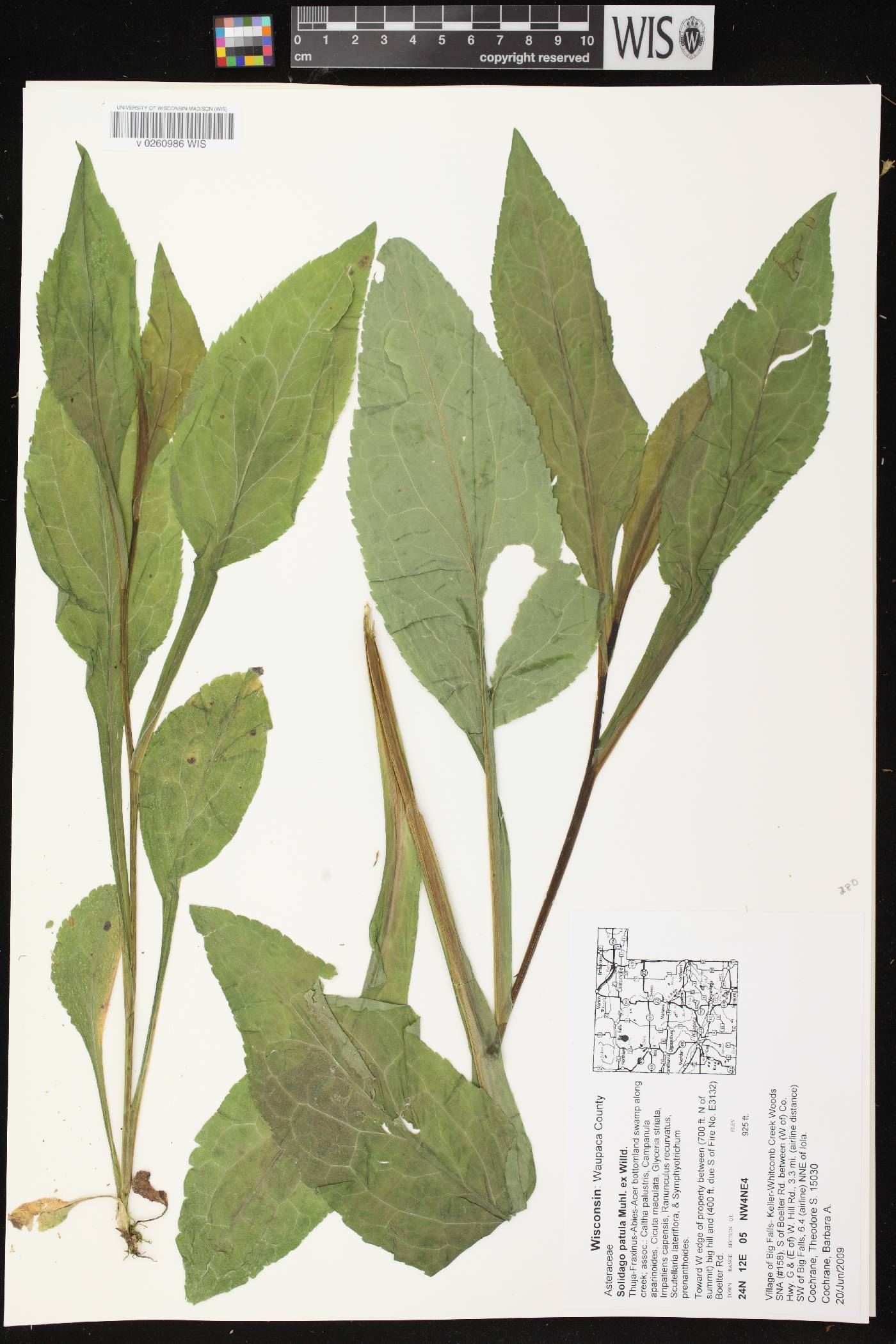 Solidago patula image