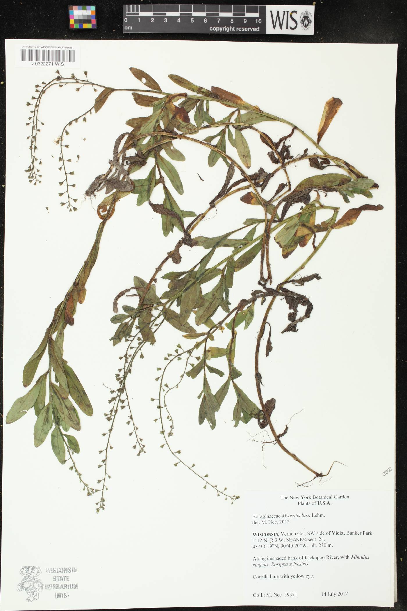 Myosotis laxa image