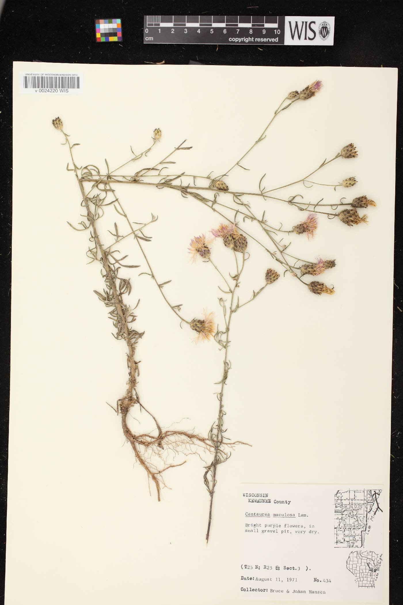 Centaurea stoebe subsp. micranthos image