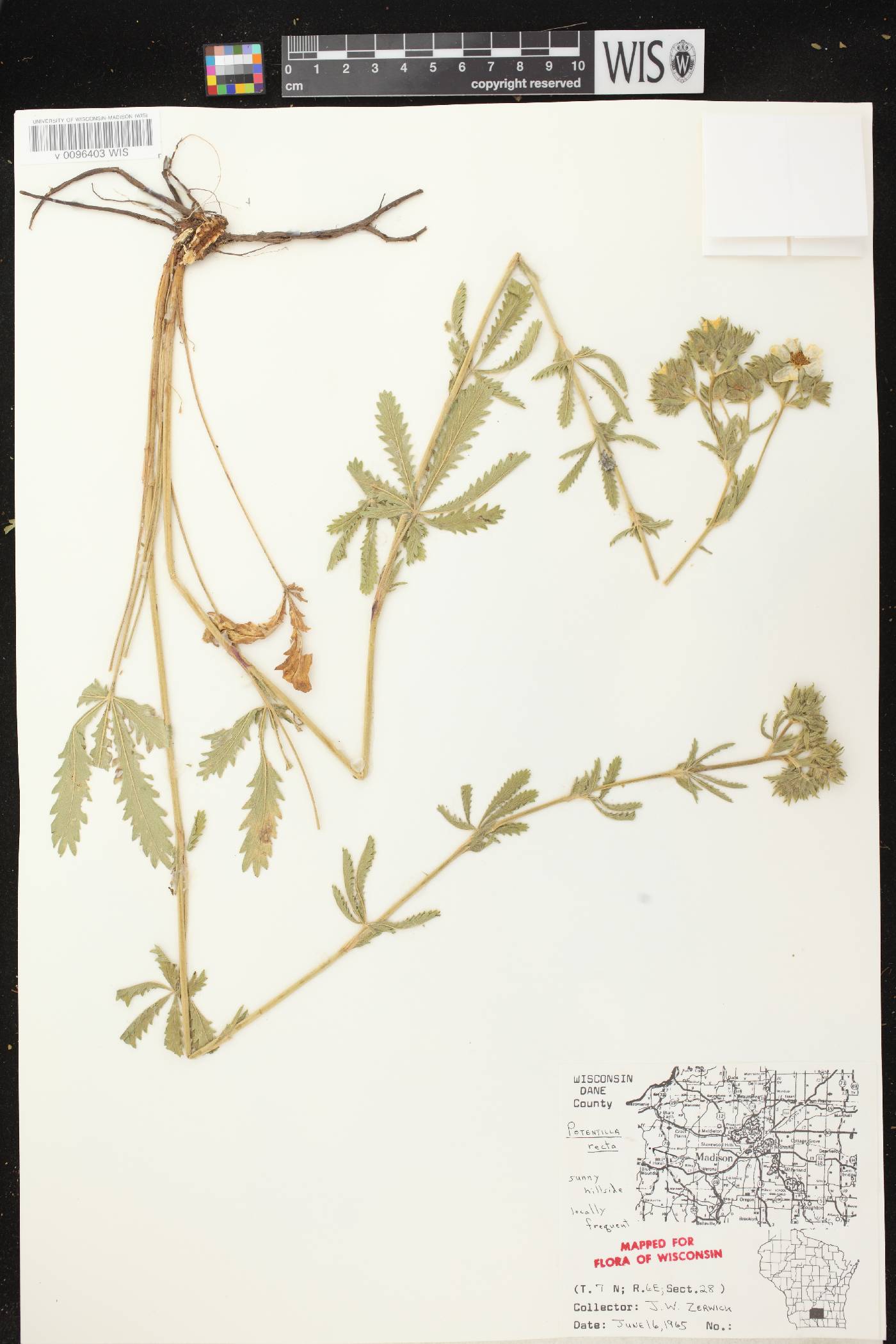 Potentilla recta image