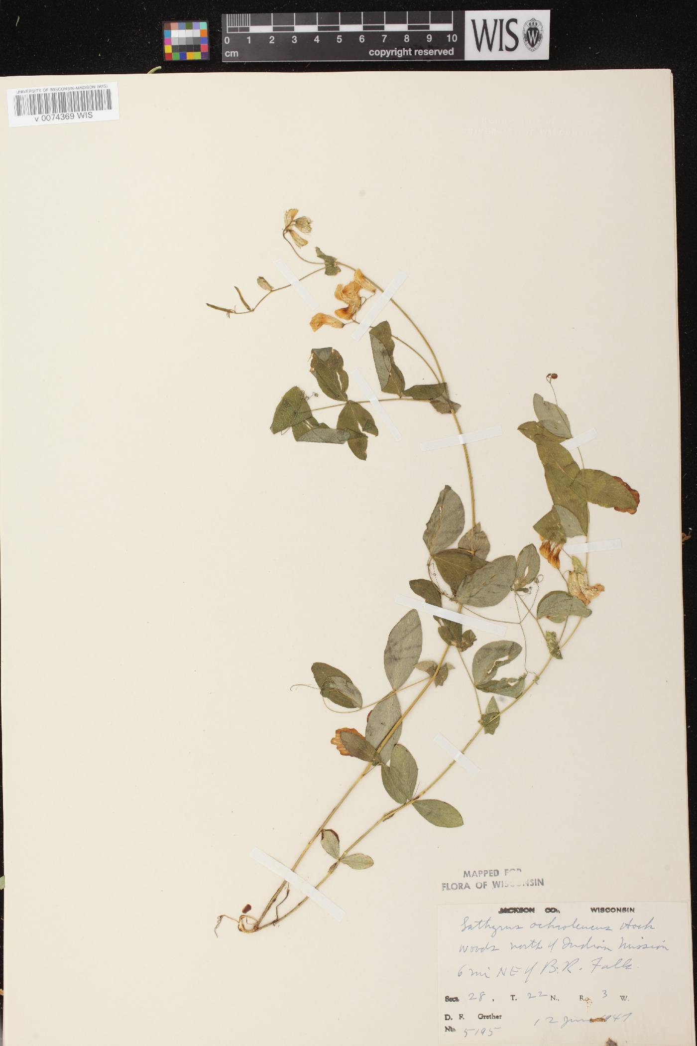 Lathyrus ochroleucus image