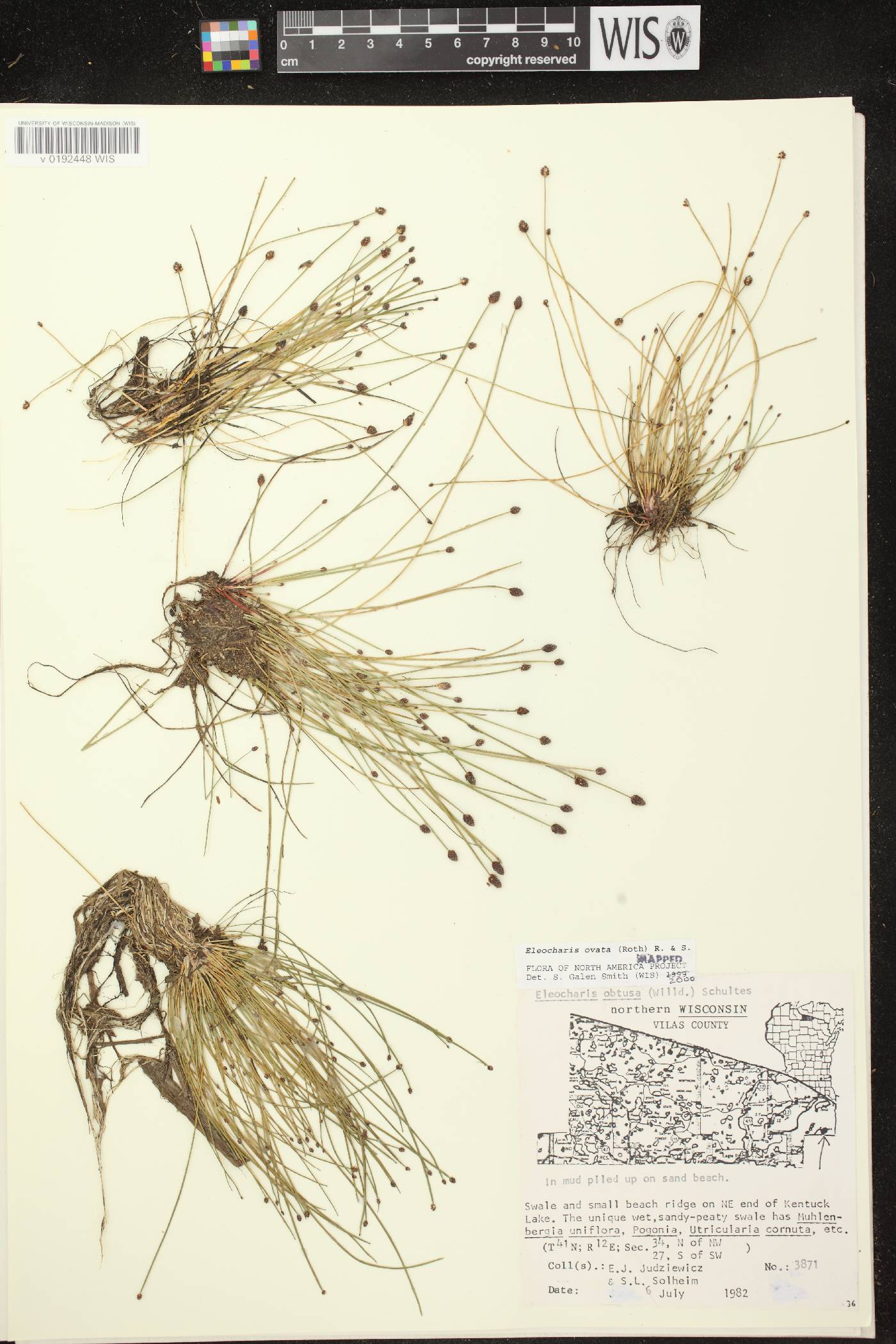 Eleocharis ovata image