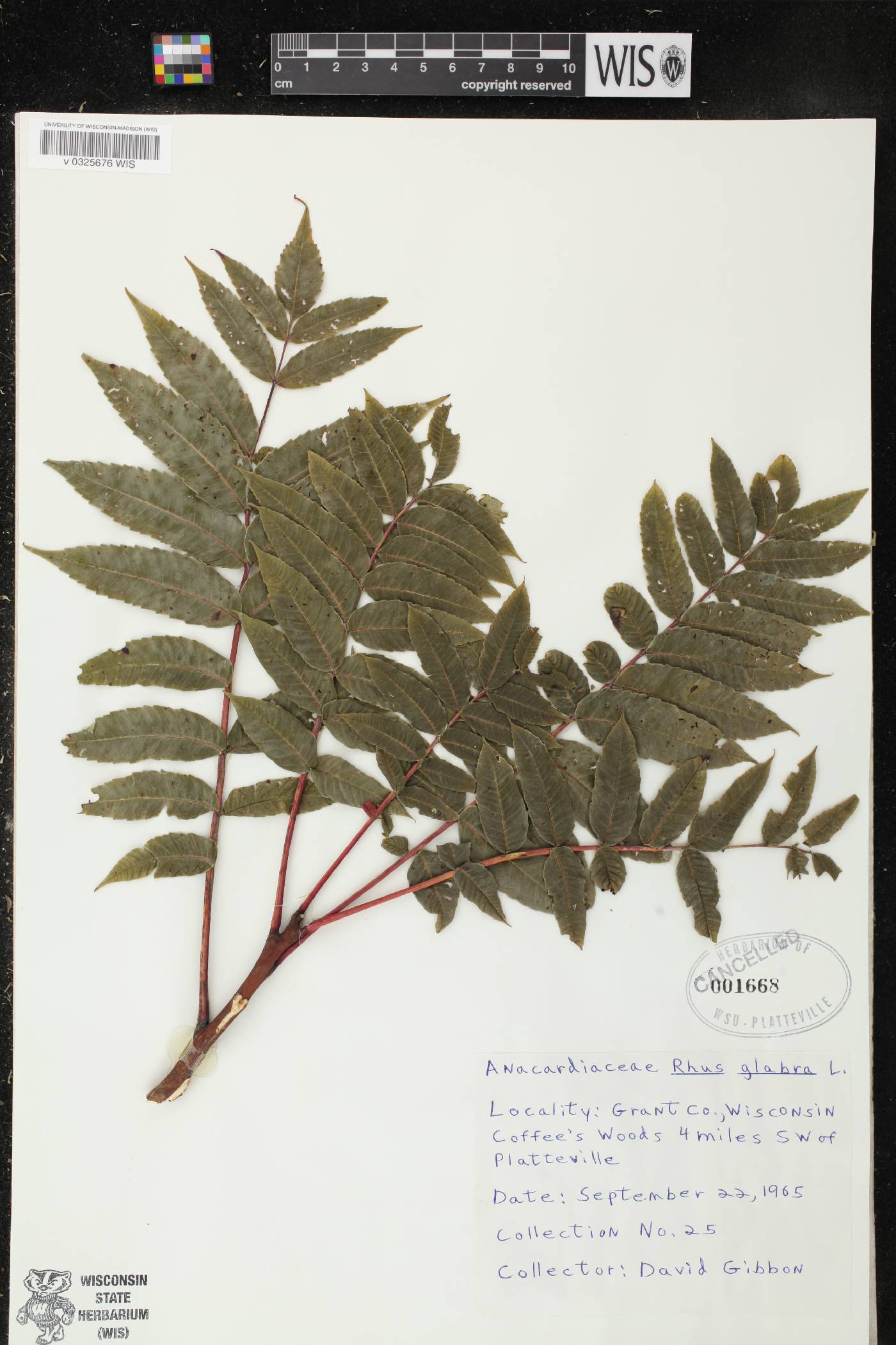 Rhus glabra image