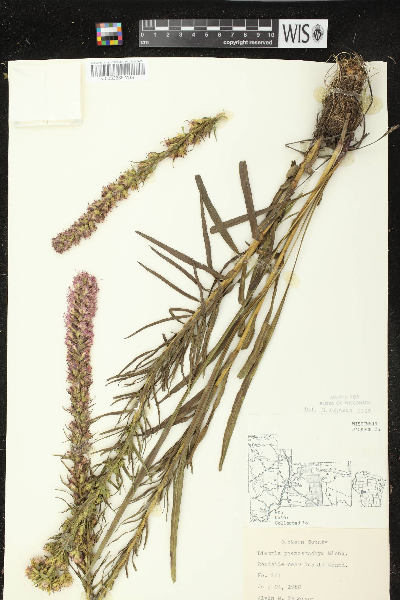 Liatris pycnostachya image