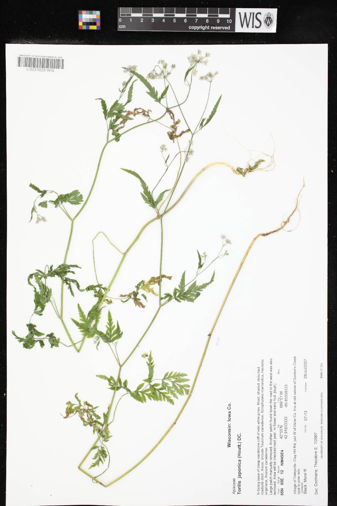 Torilis japonica image