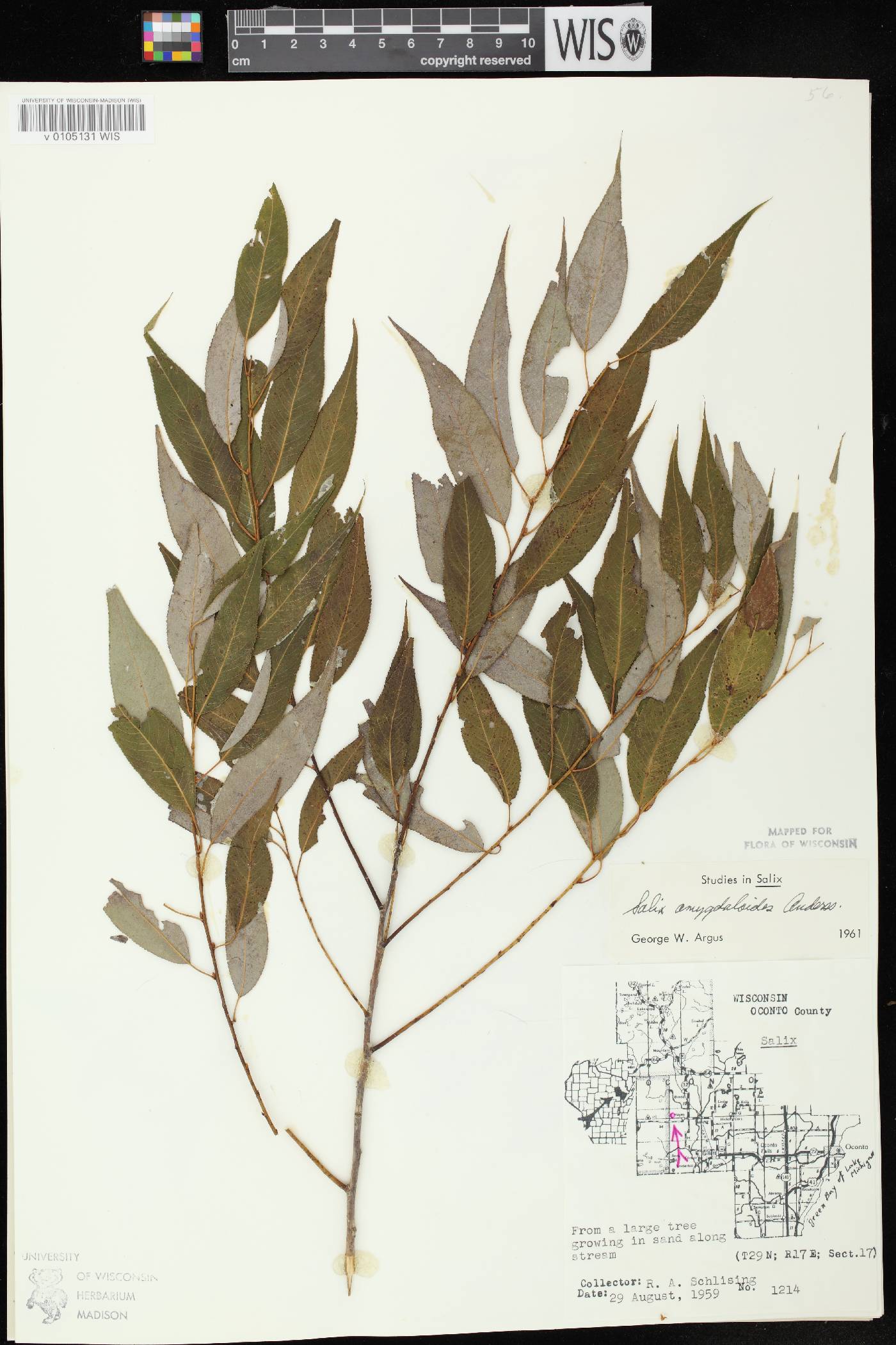Salix amygdaloides image