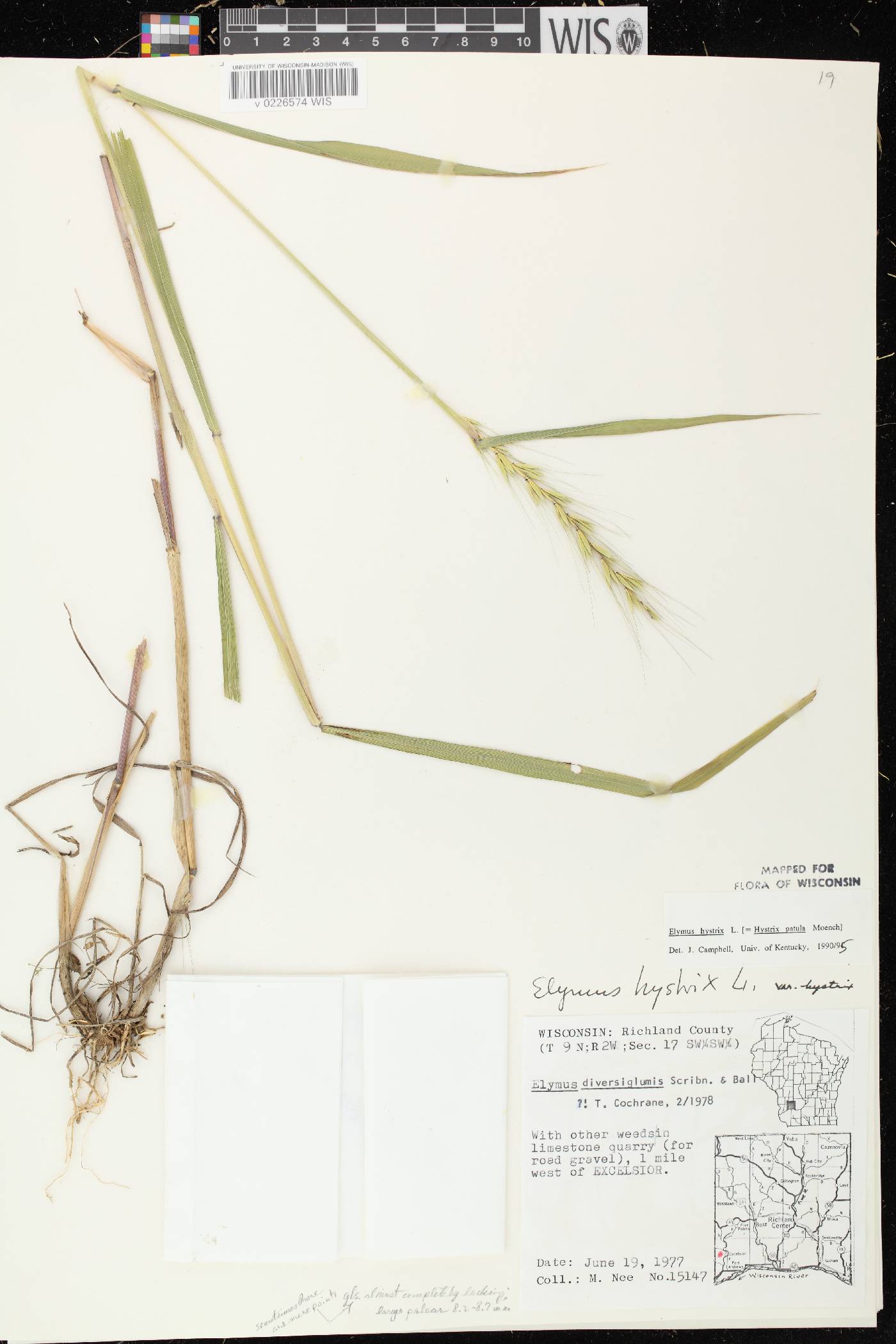 Elymus hystrix var. hystrix image
